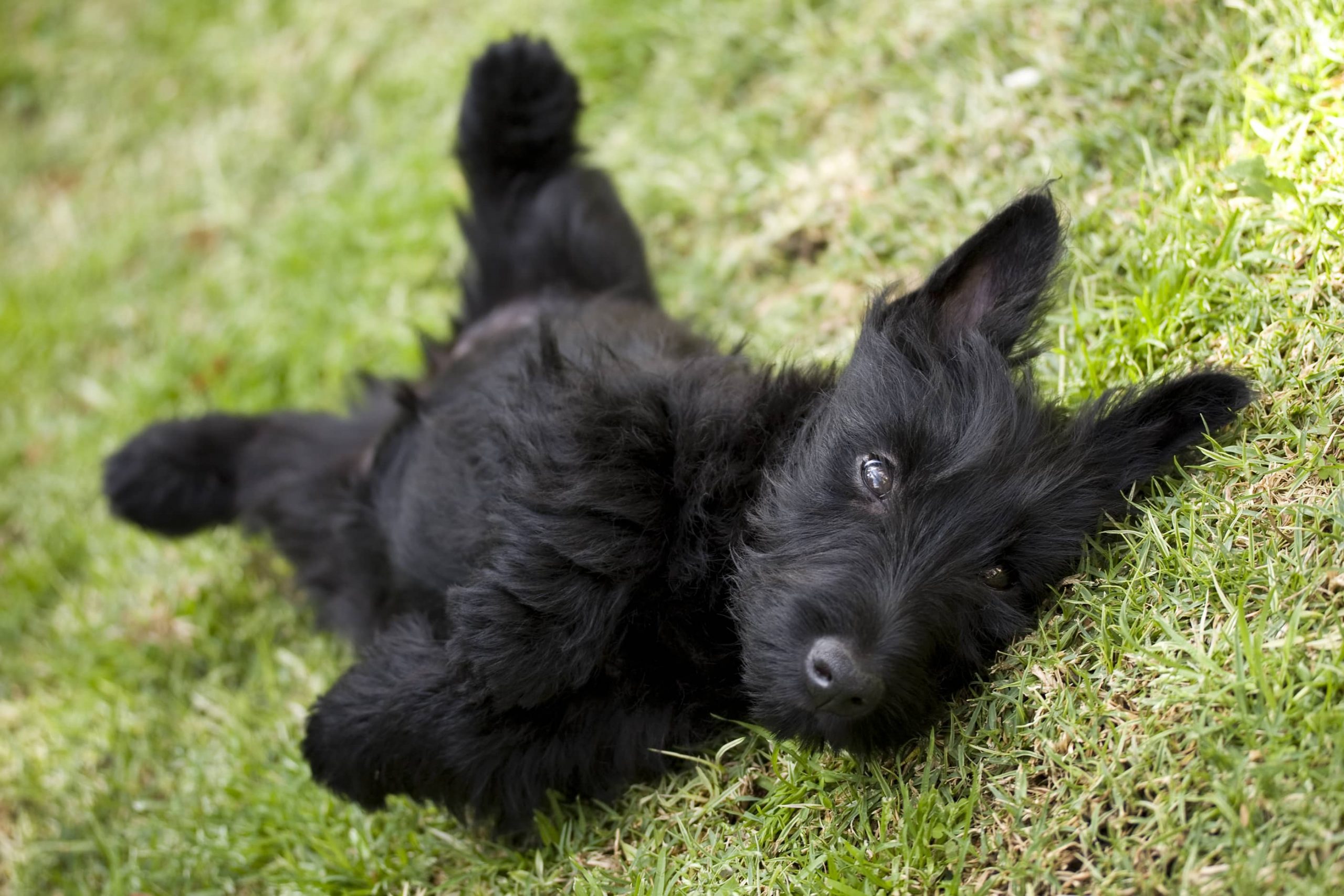 4 fatos sobre Terriers escoceses