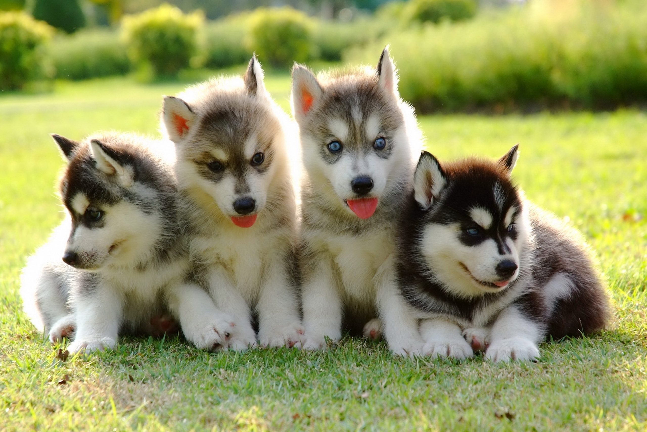 4 fatos sobre huskies siberianos