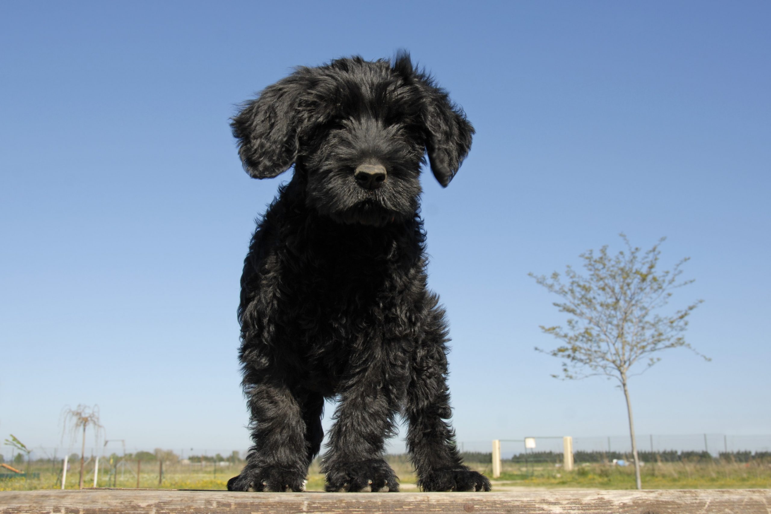 5 fatos sobre cachorros de água portugueses