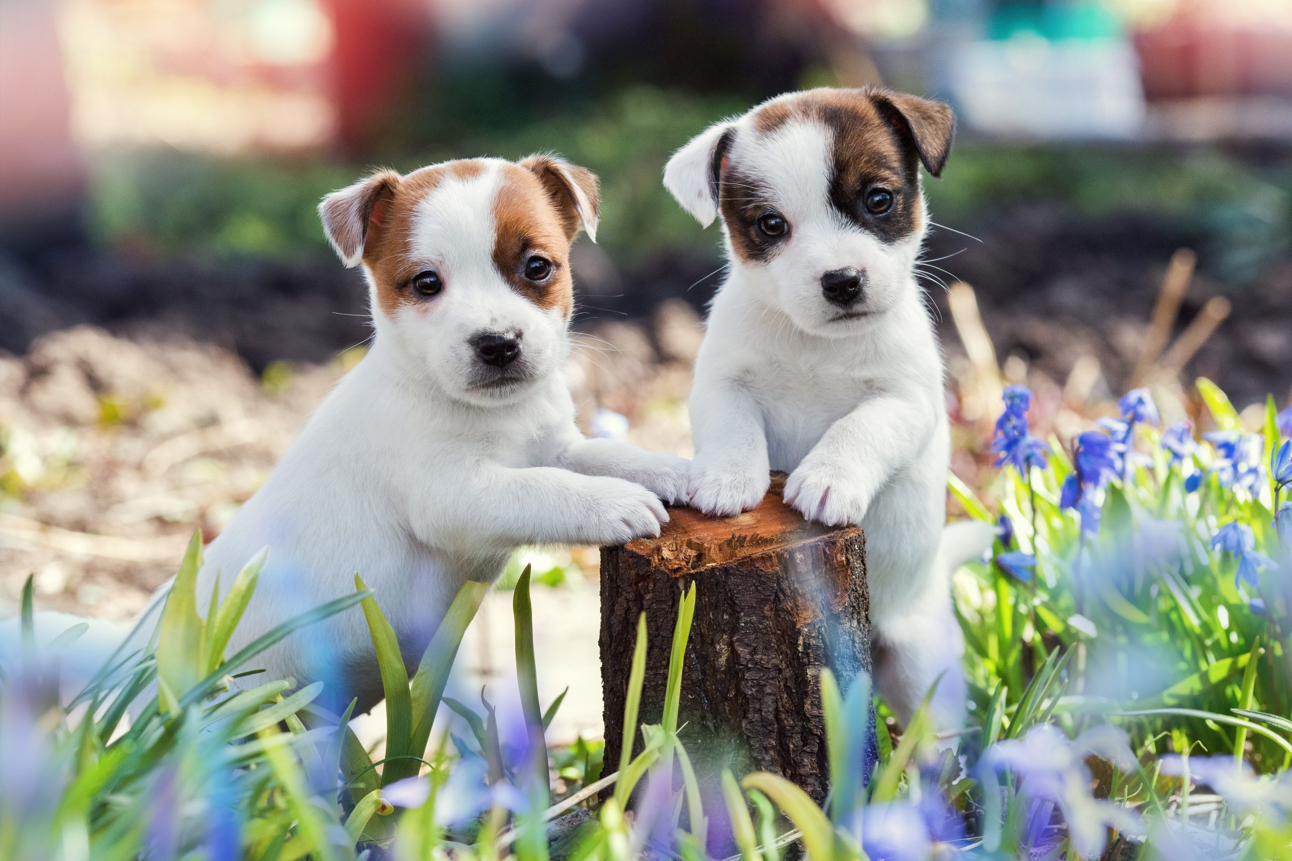 4 fatos sobre Jack Russell Terriers