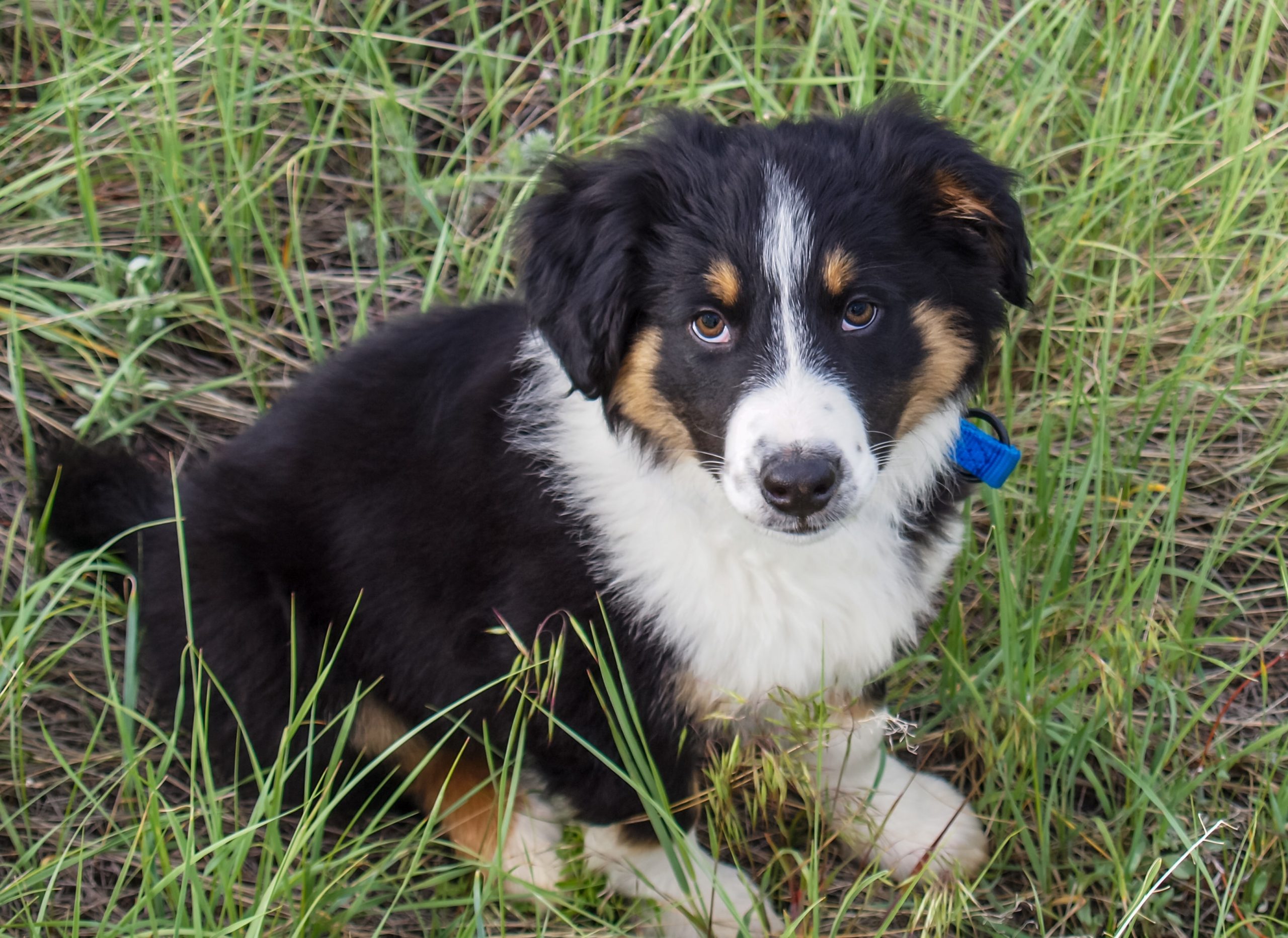 lindo cachorro collie barbudo triste inglês velho cão pastor