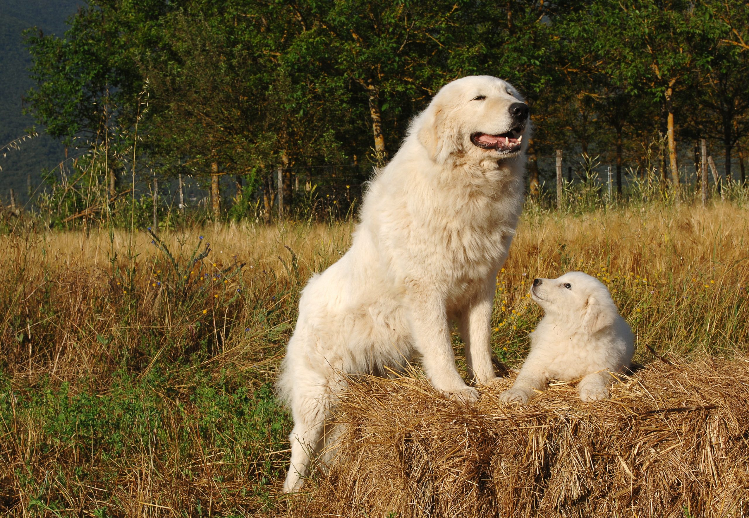 5 fatos essenciais sobre cachorros pastores Maremma