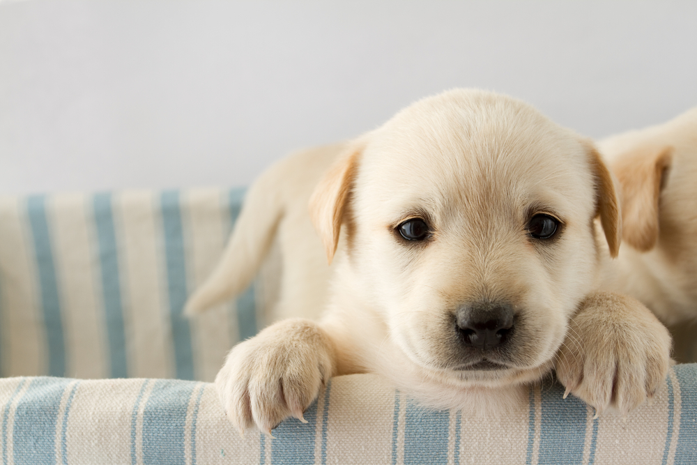 5 maneiras de ajudar seu cão a se sentir confortável