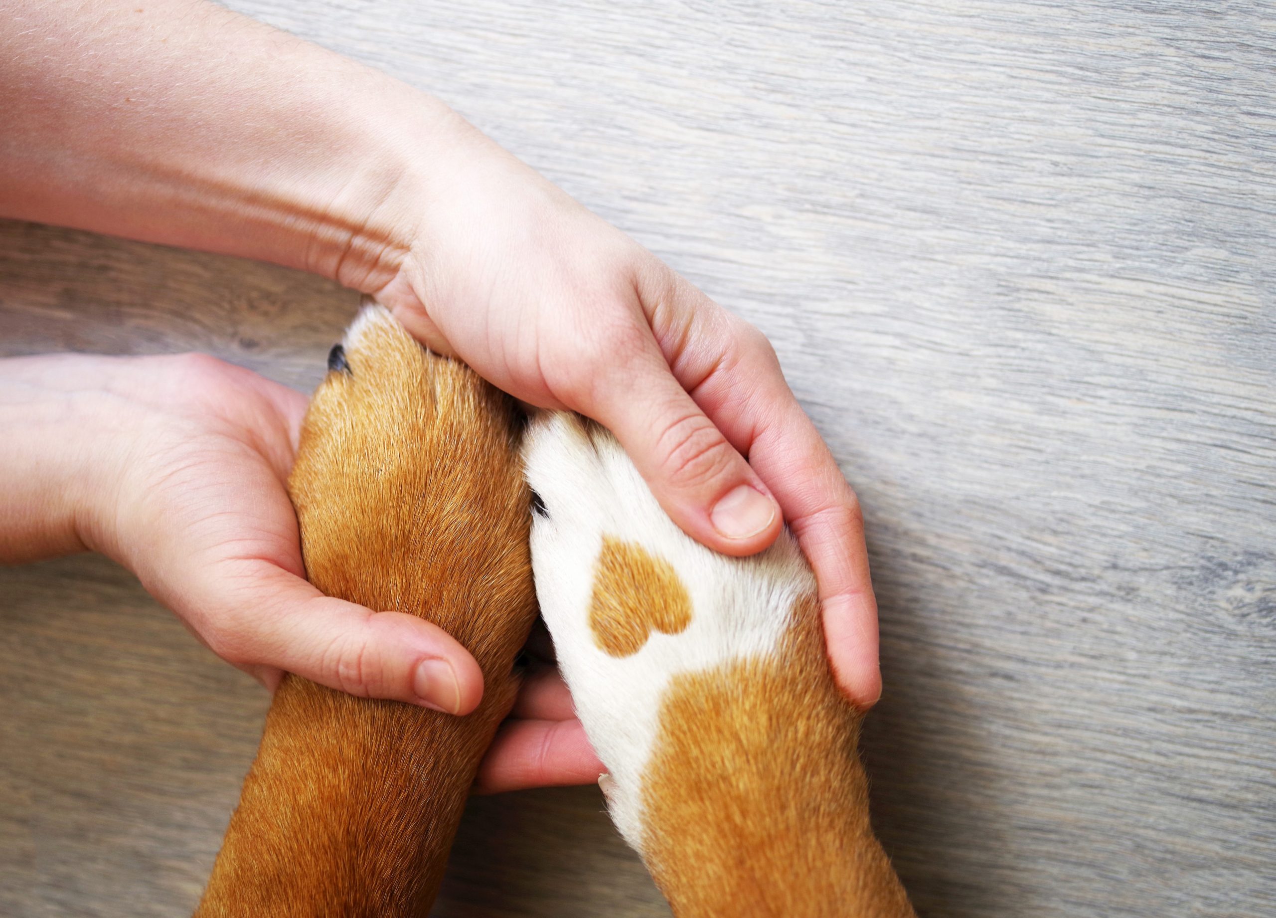 Como cuidar das patas do seu cachorro