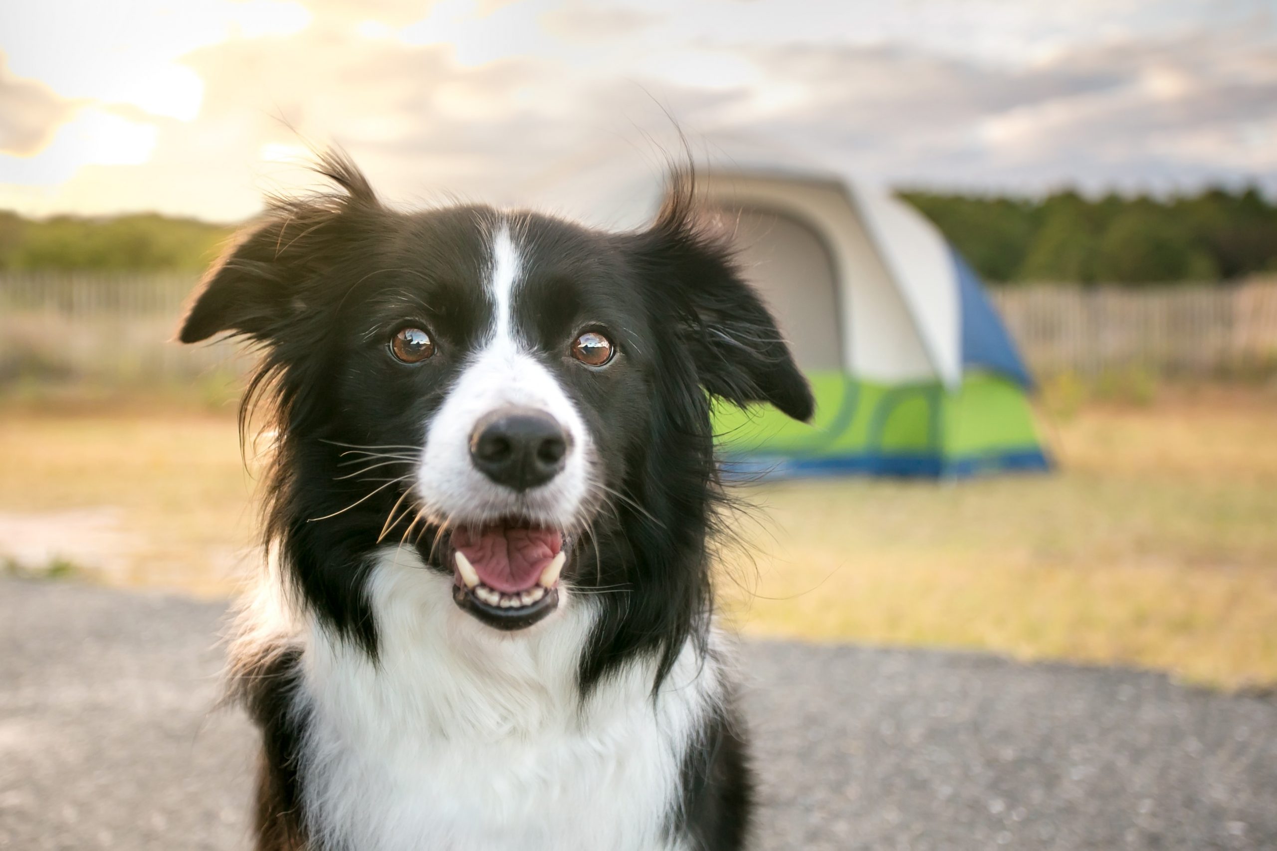 7 dicas para acampar com seu cachorro