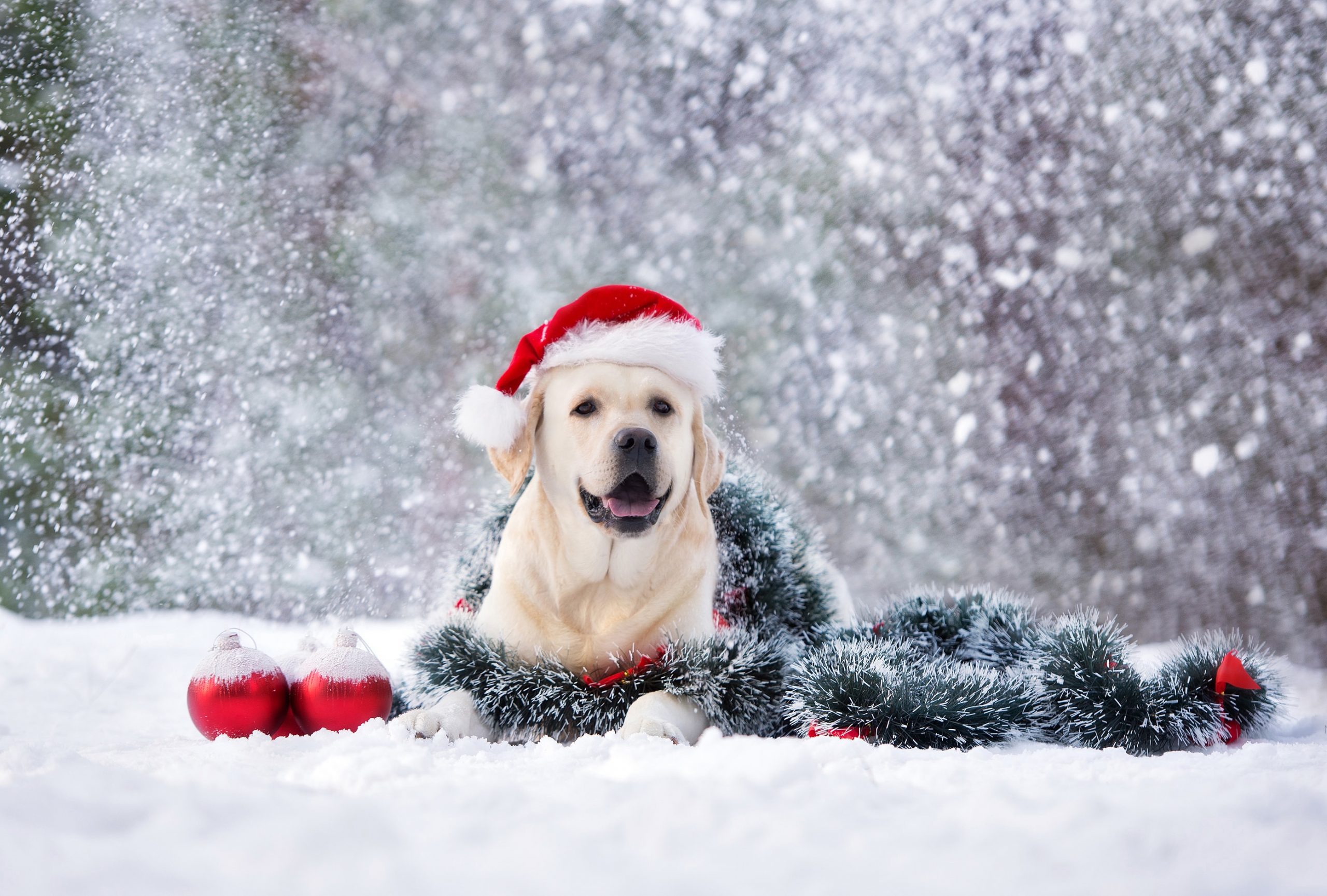9 ótimos presentes de Natal para cachorros