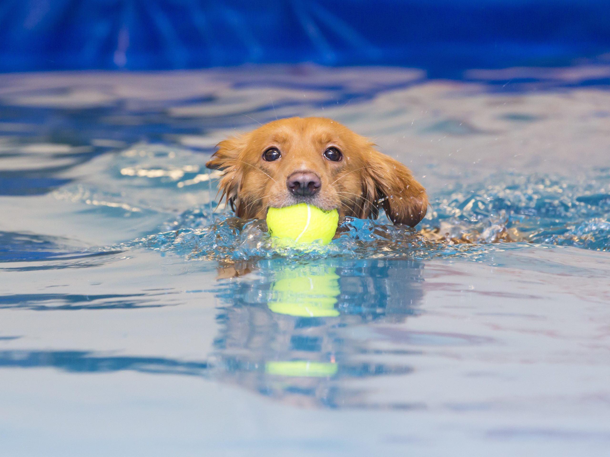 Benefícios da hidroterapia canina