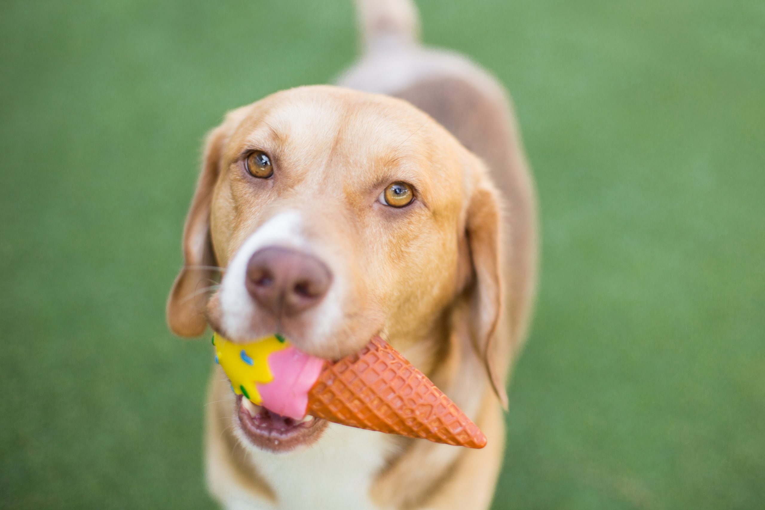 Cachorro pode comer sorvete?