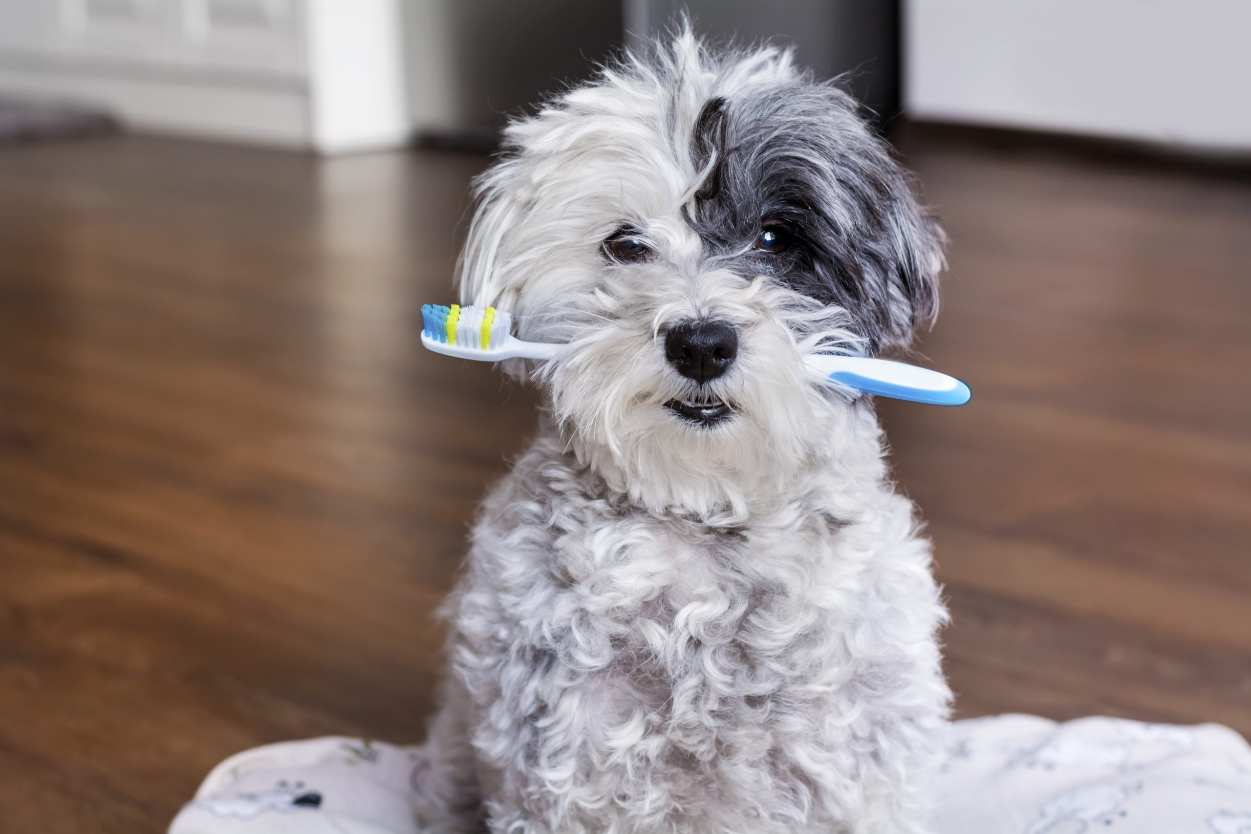 Guia de cuidados dentários para cachorros