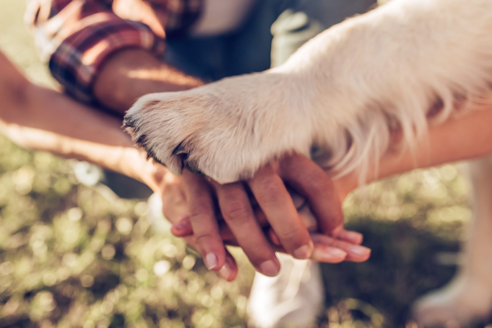 5 perguntas comuns que os donos de cachorros fazem aos