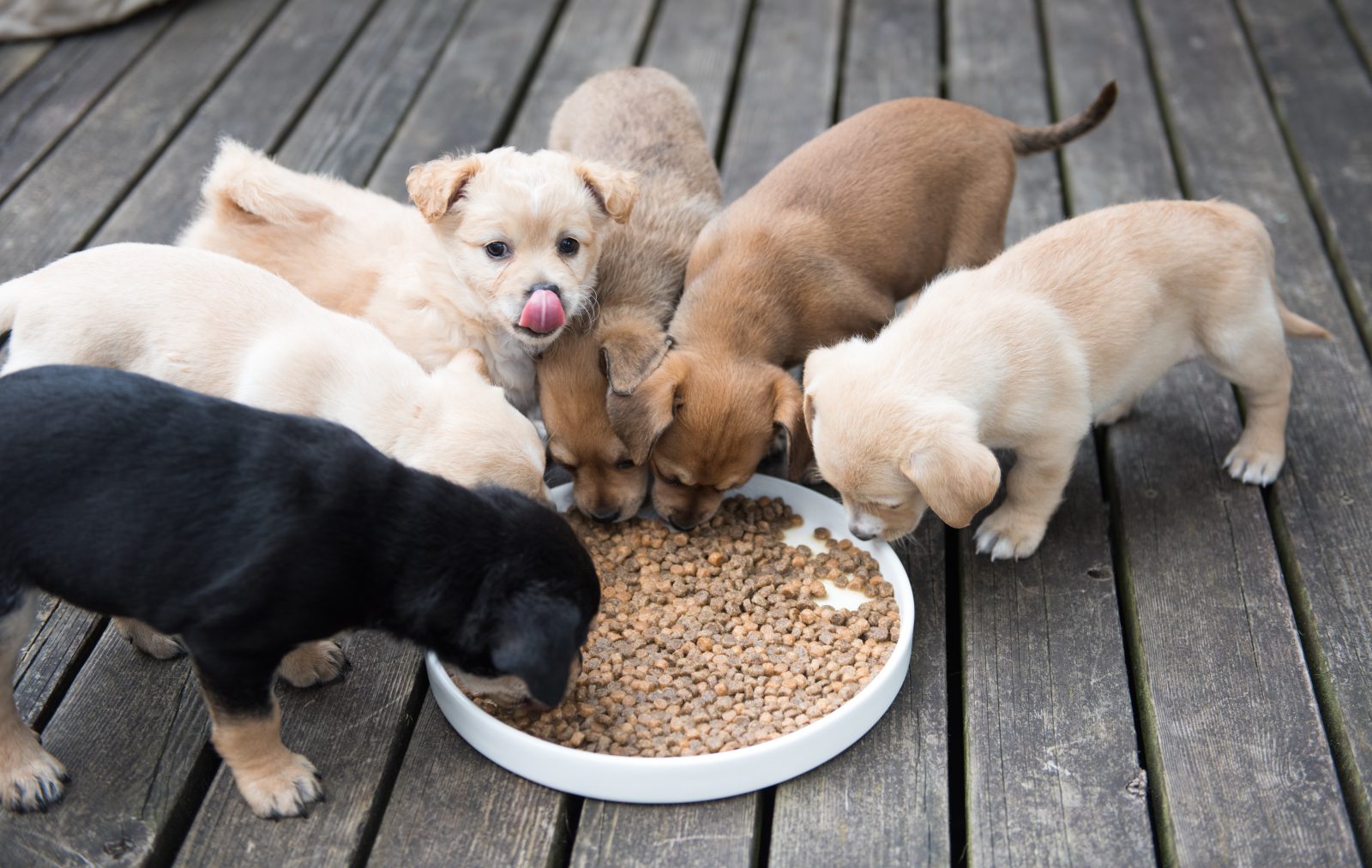 Os cachorros de raça mista são mais saudáveis?