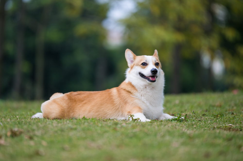 10 dicas de etiqueta para parques de cachorros que você