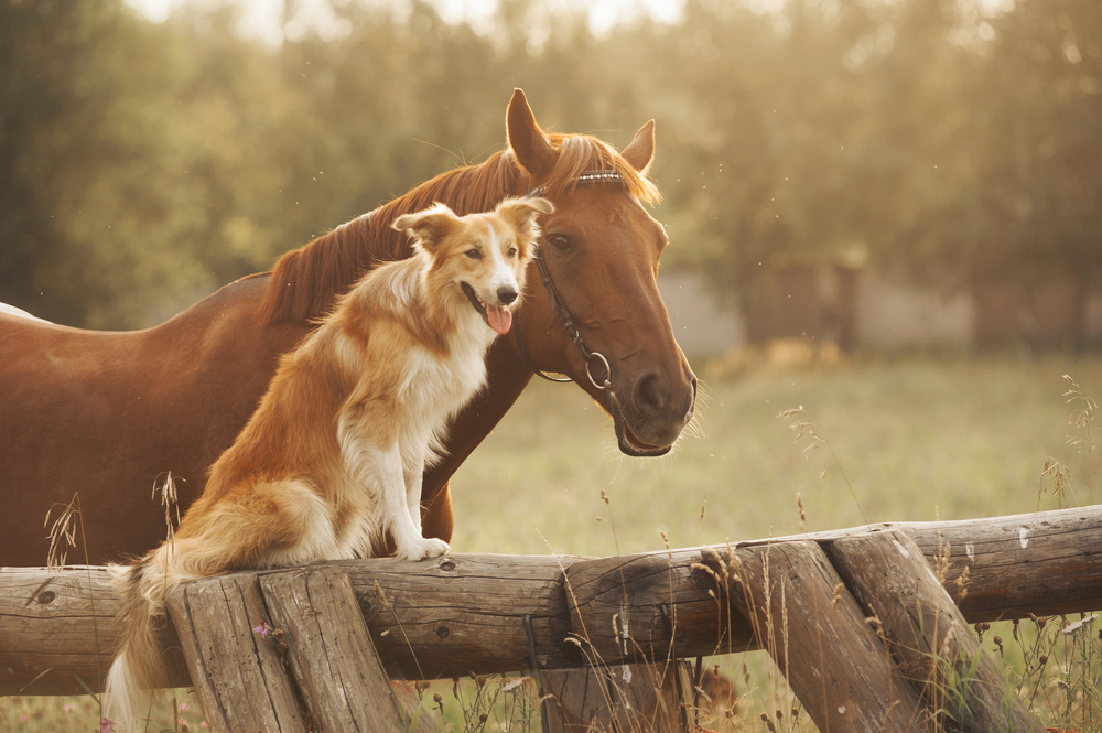 10 melhores raças de cachorros para fazendas