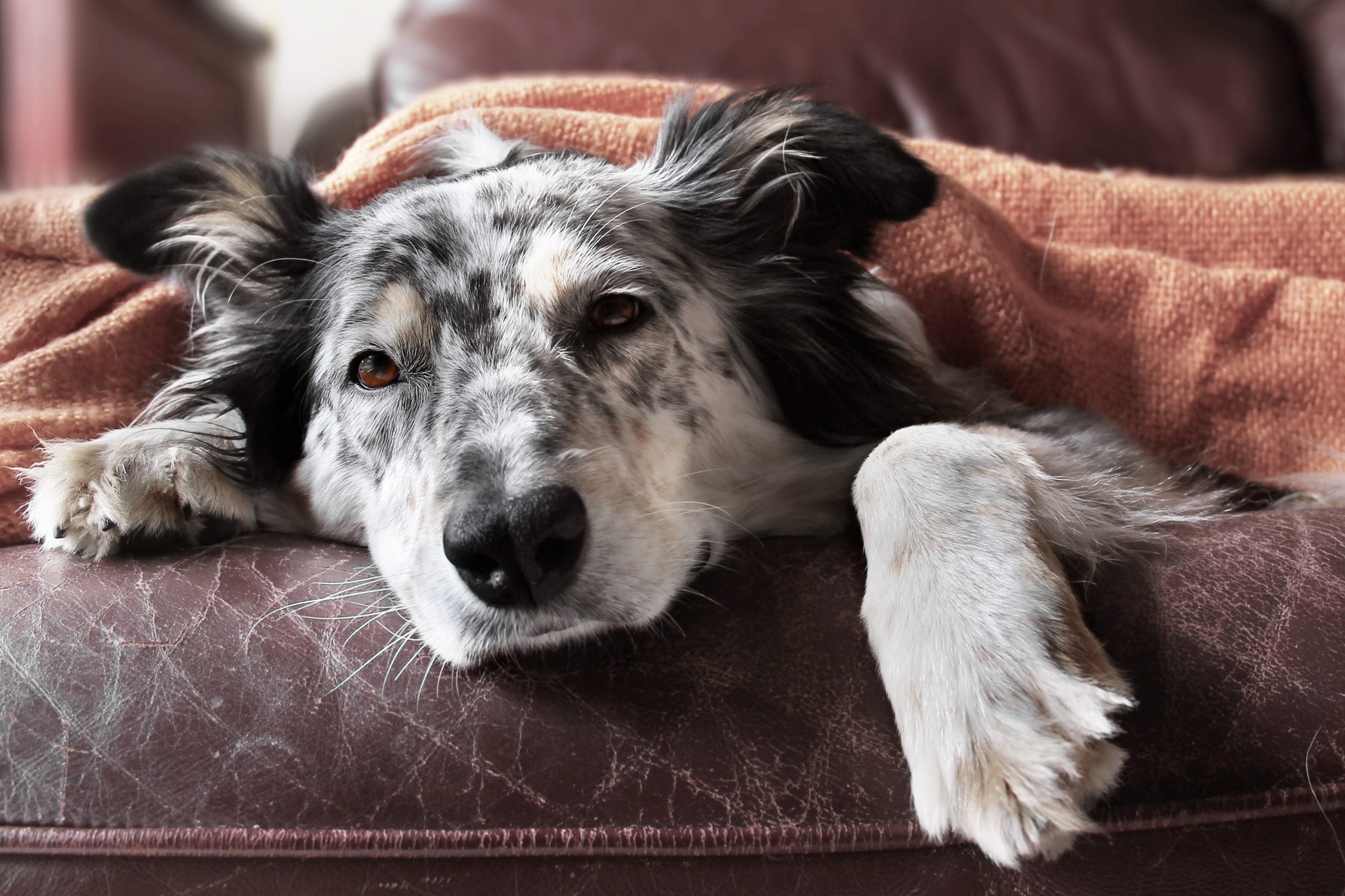 10 sintomas que você nunca deve ignorar em seu cão