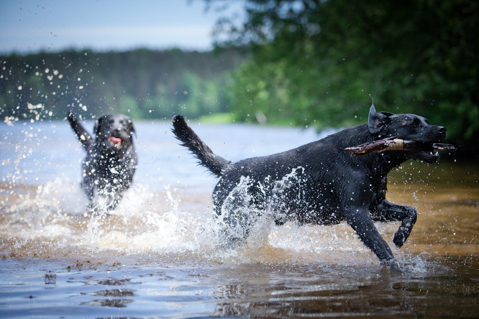 11 raças de cachorros que tendem a amar a água