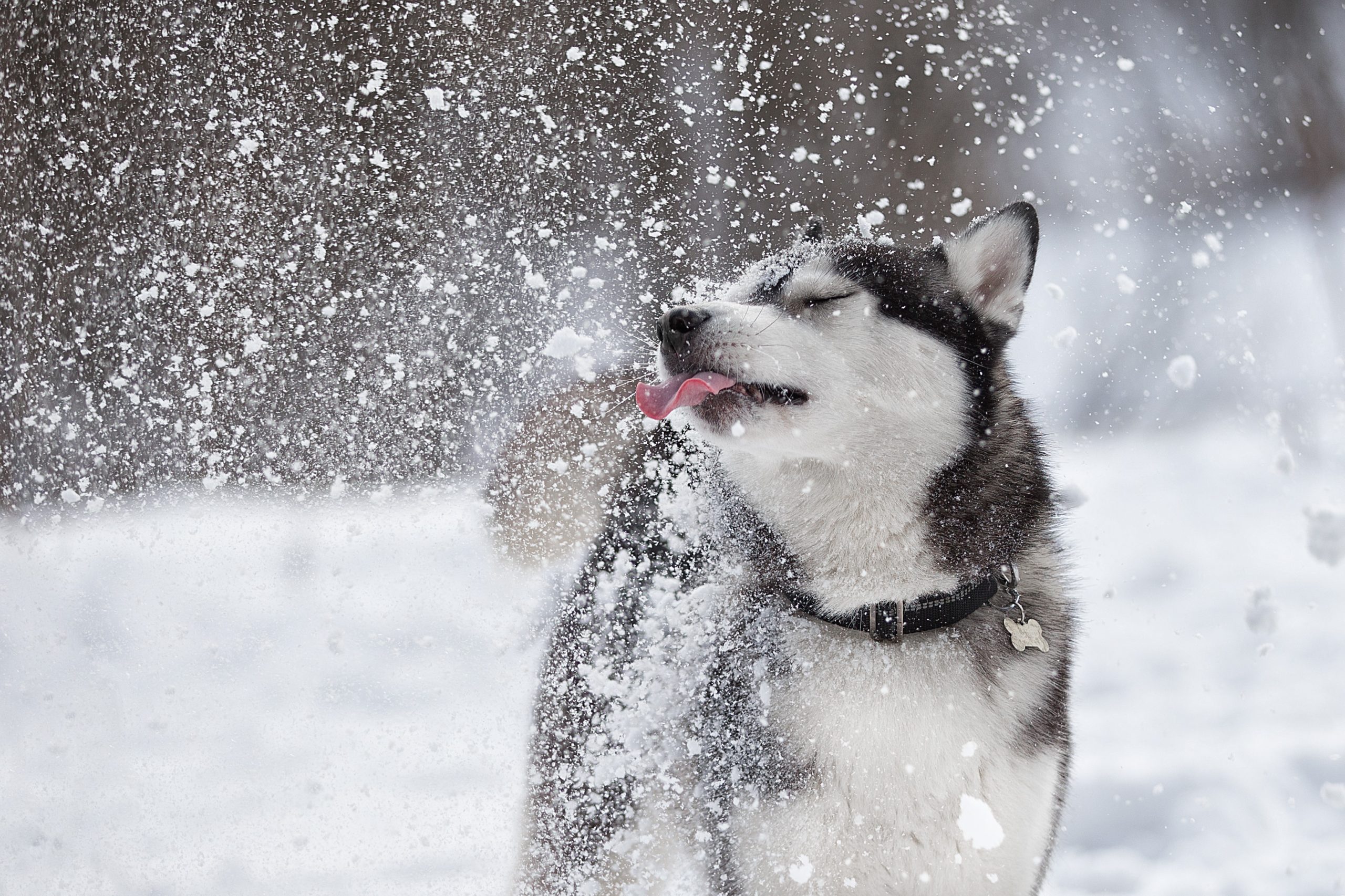 17 raças de cachorros que amam o inverno