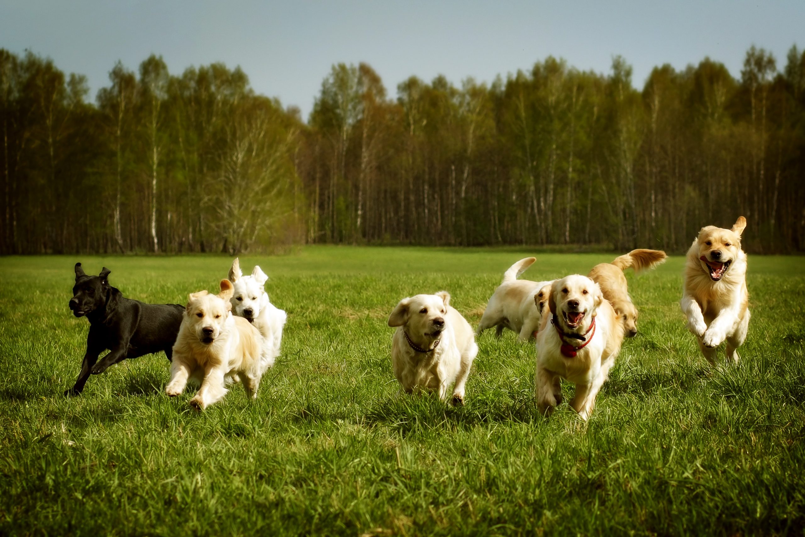 19 raças de cachorros que são bons parceiros de corrida