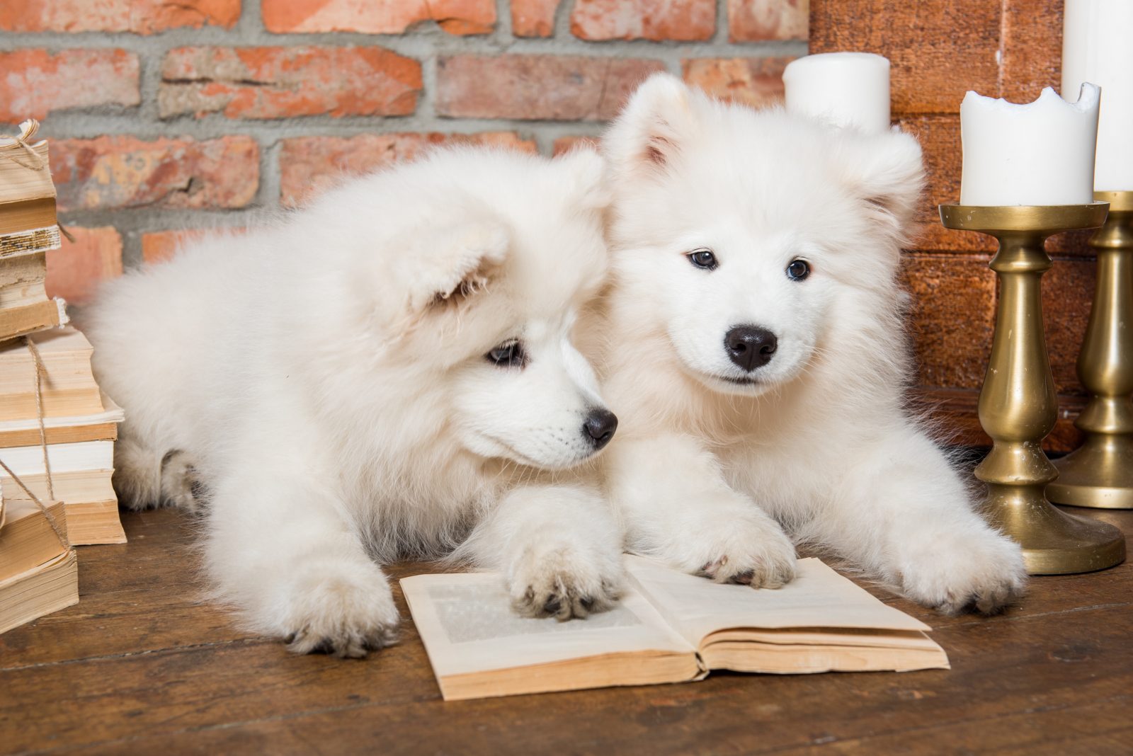 21 ótimos livros sobre cachorros