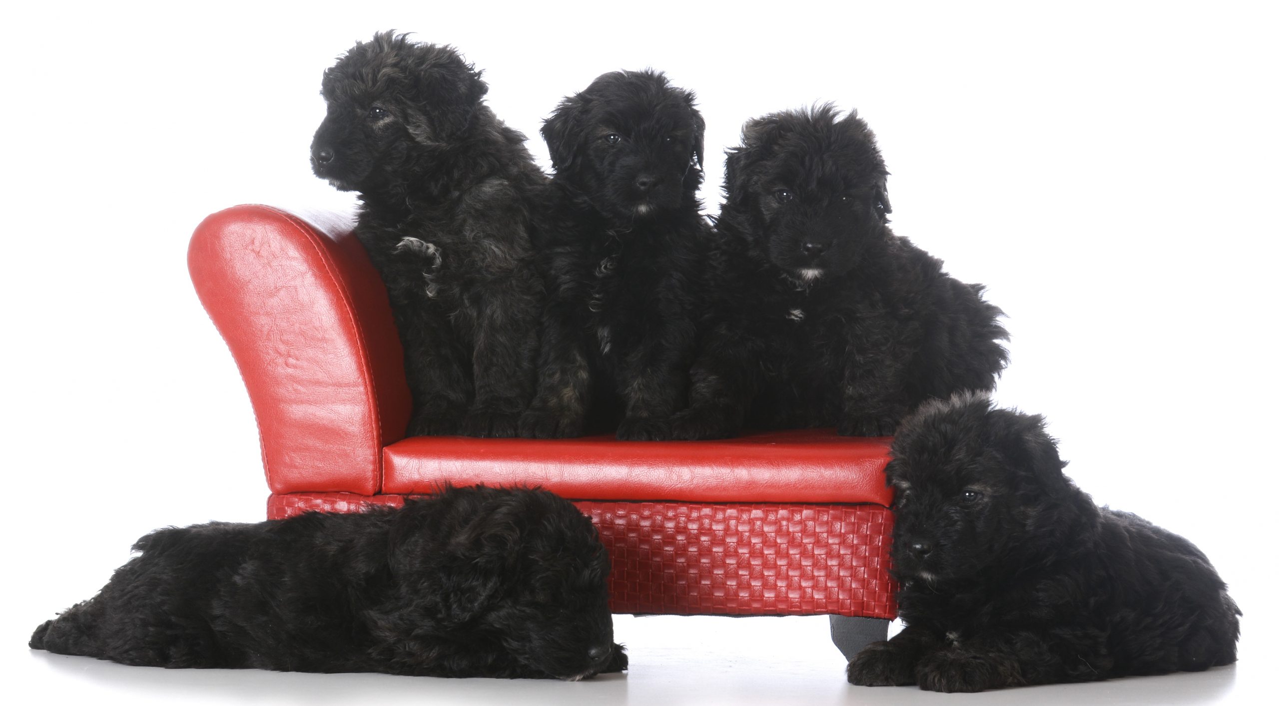 4 coisas a saber sobre os cachorros Bouvier des Flandres
