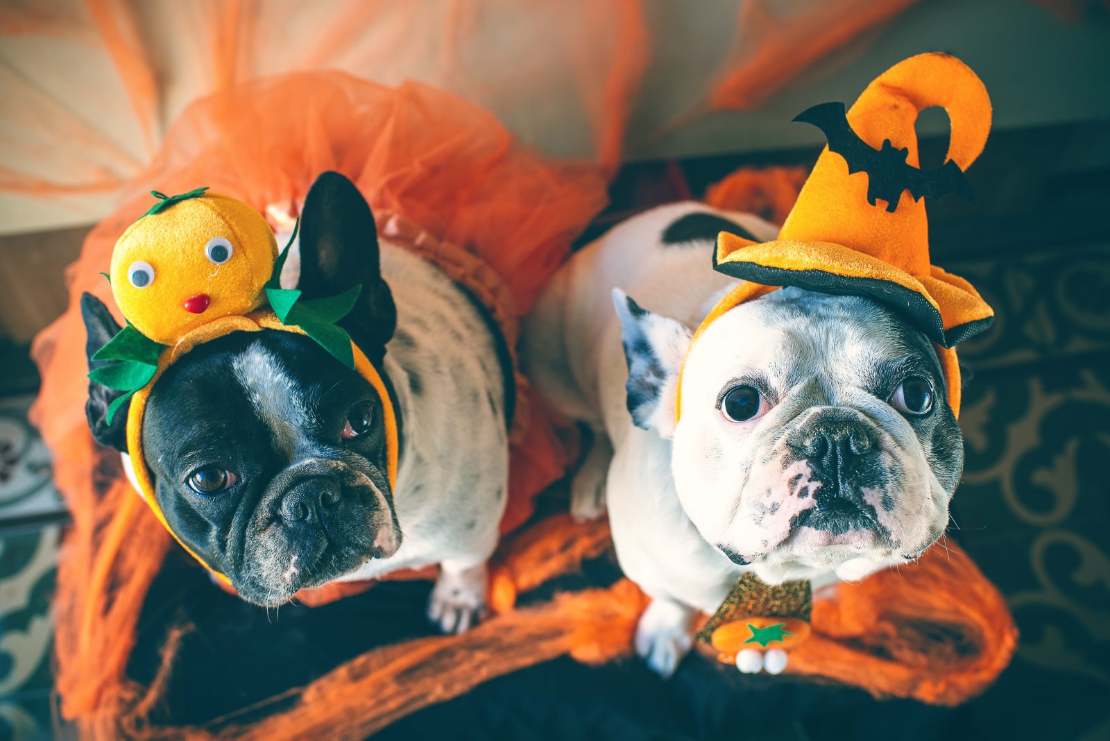 4 guloseimas de Halloween para cachorros