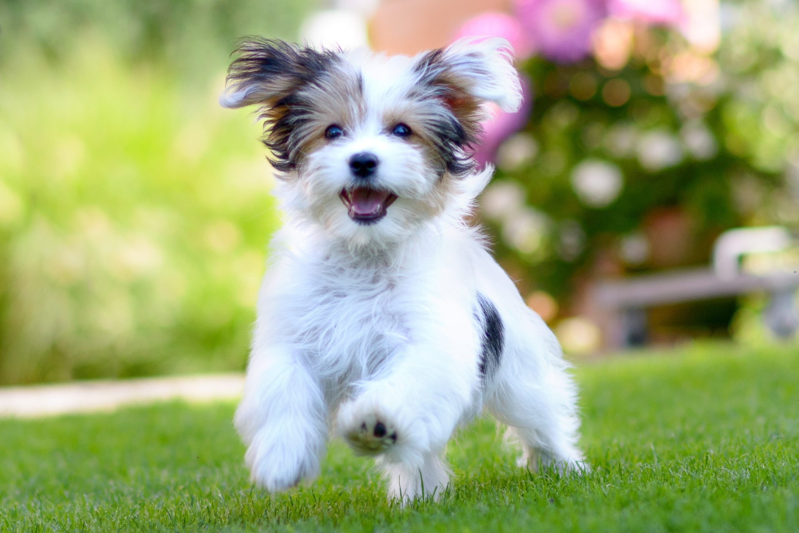 5 melhores maneiras de fazer seu cachorro feliz