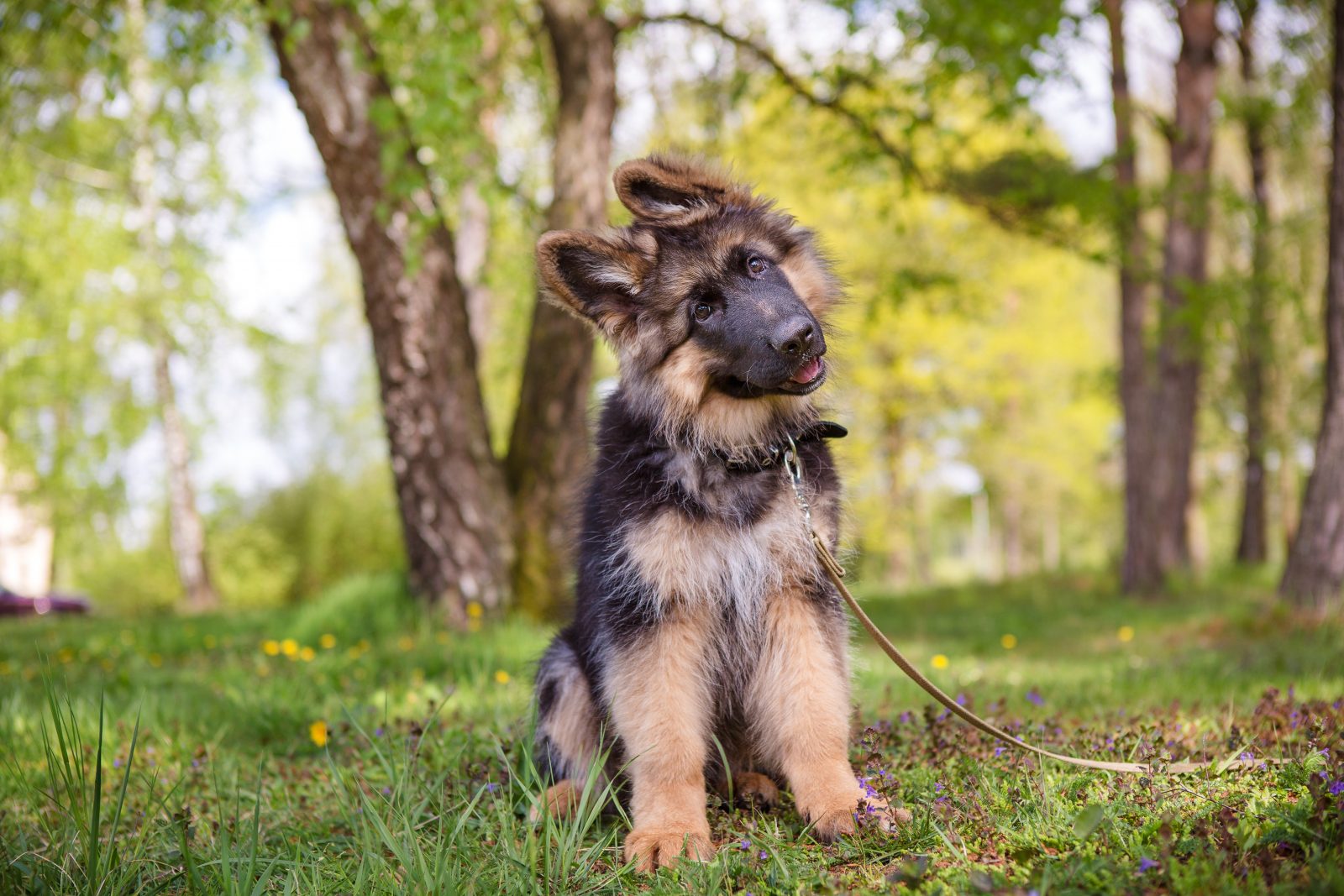 5 mitos comuns sobre treinamento de cachorros para parar de