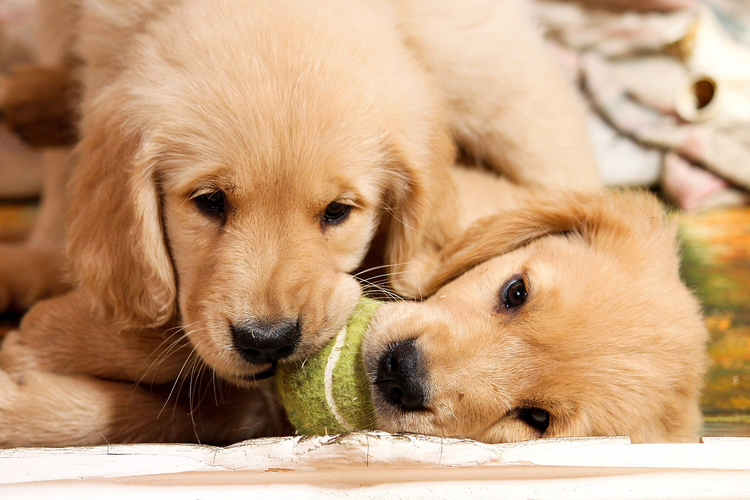 6 dicas para sessões seguras de brincadeiras com cachorros