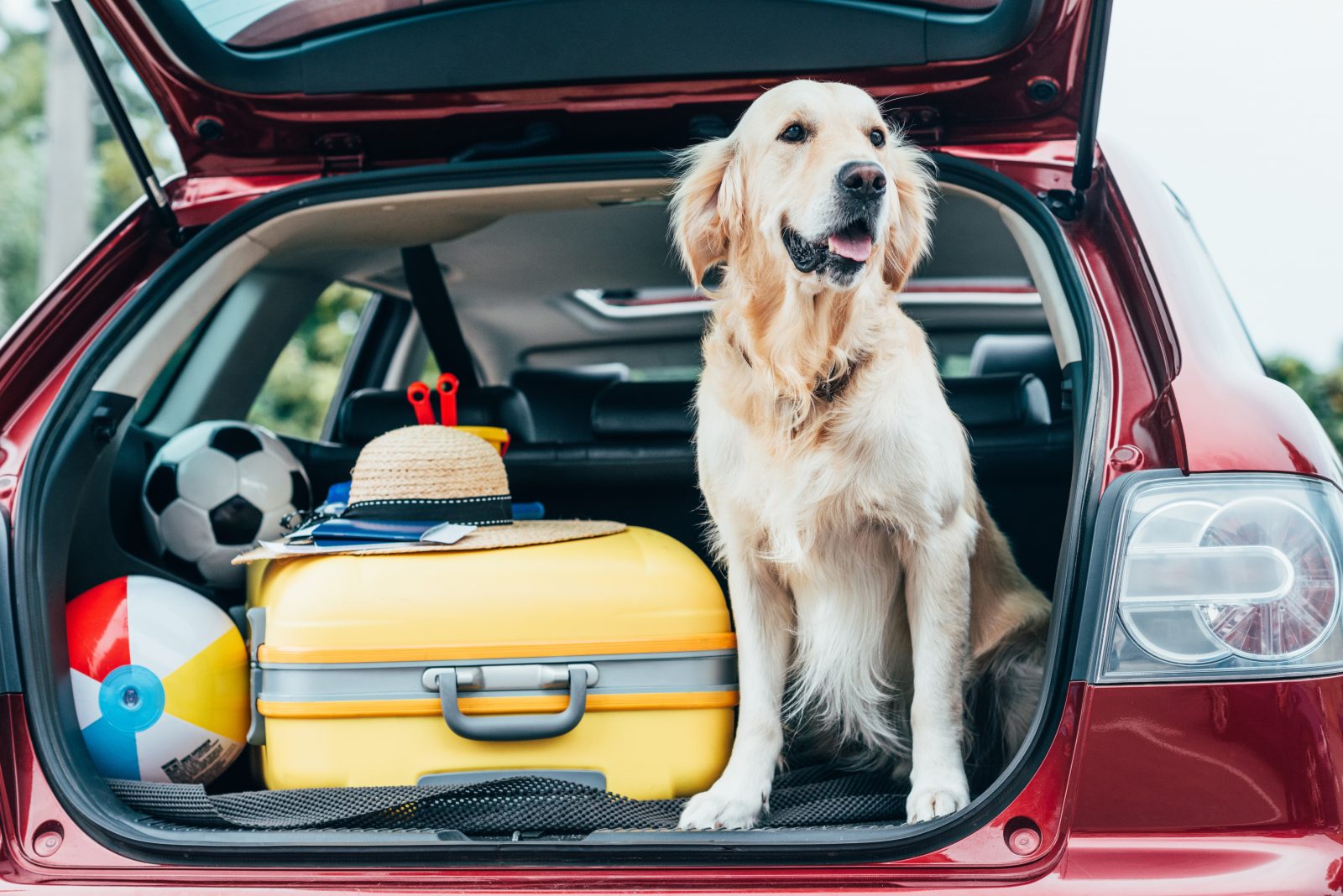 6 dicas para viajar com cachorros