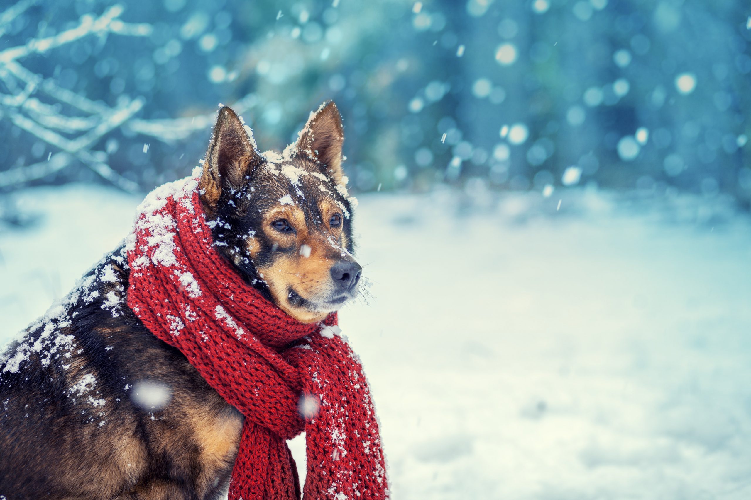 8 dicas de segurança no inverno para cachorros