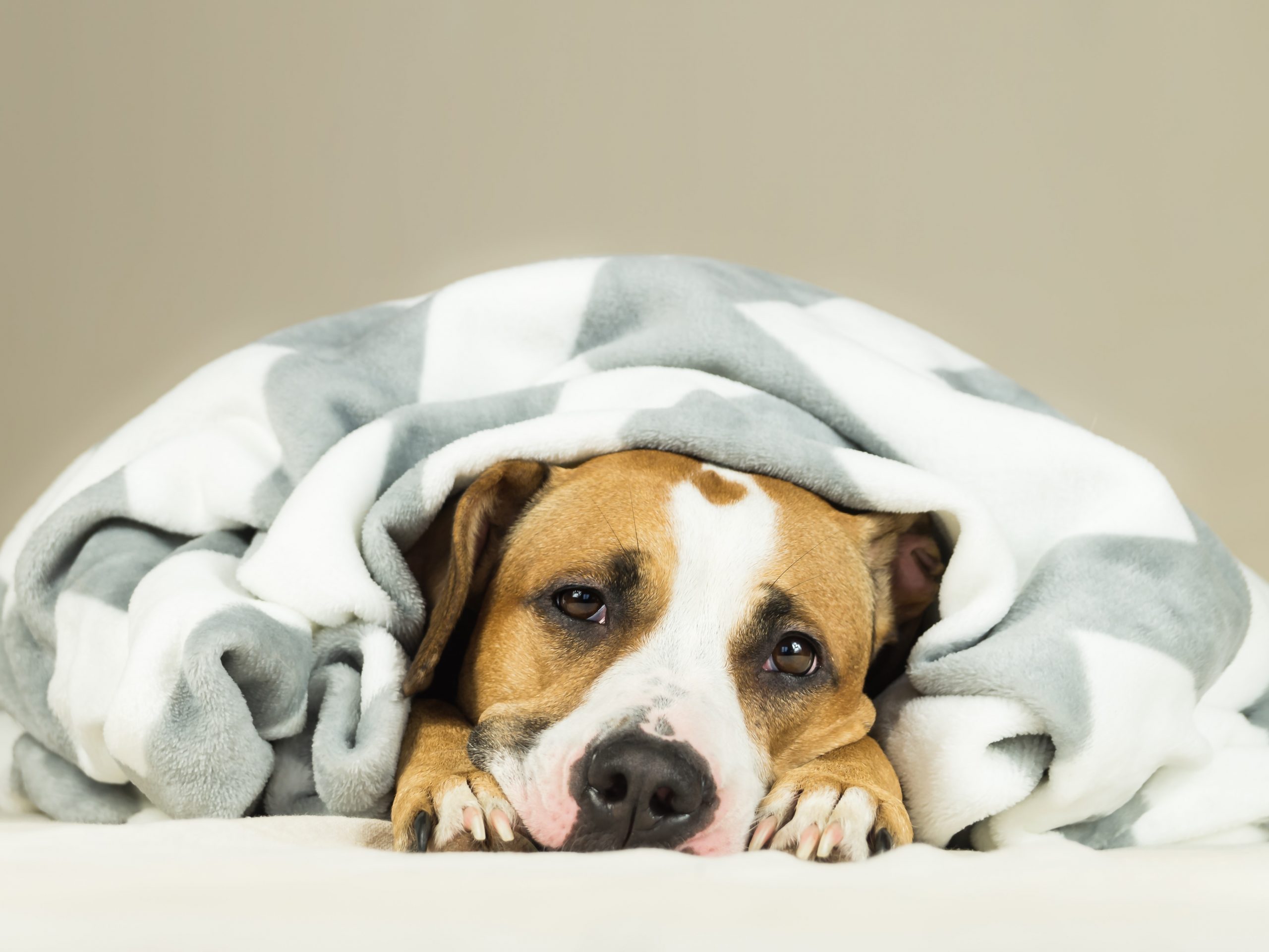 8 doenças que você pode transmitir ao seu cão