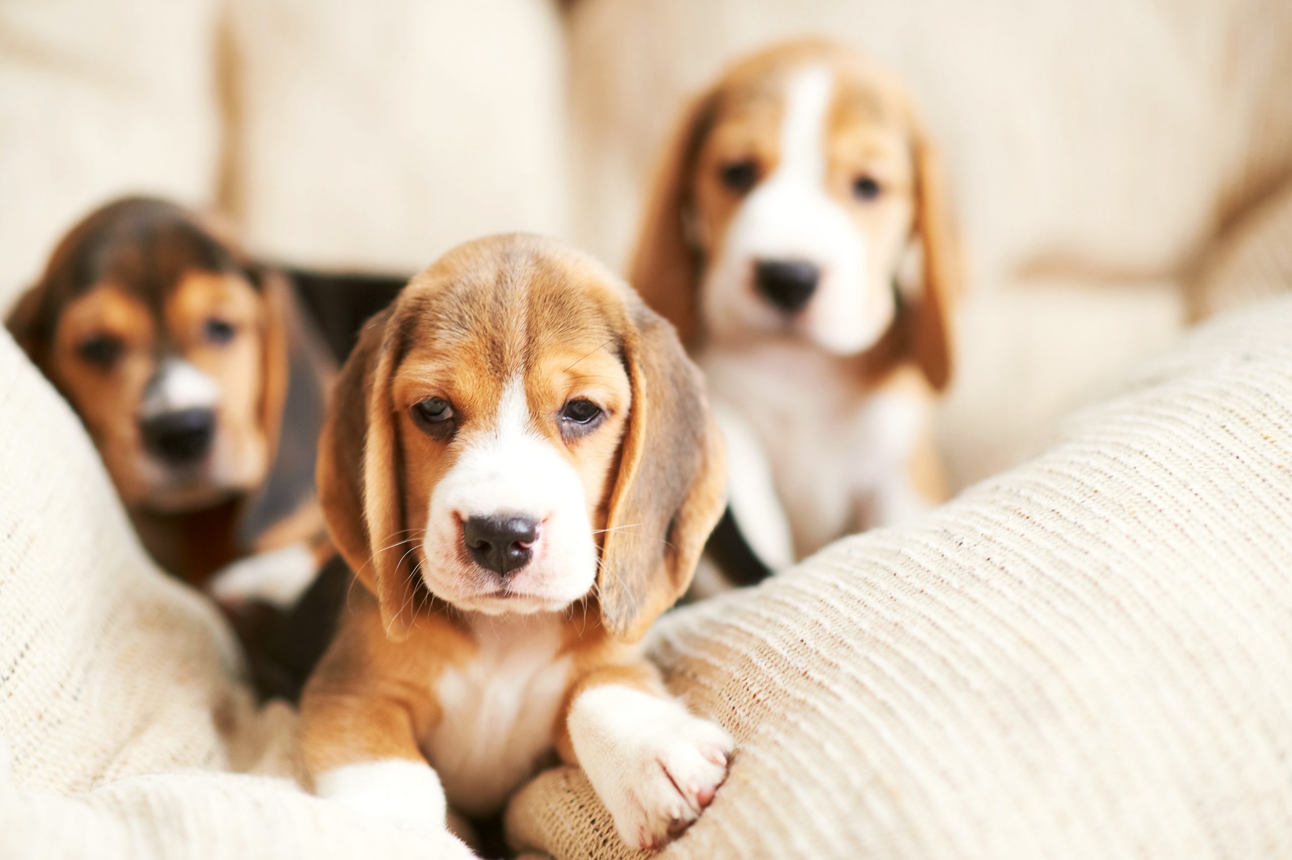 9 fatos sobre beagles