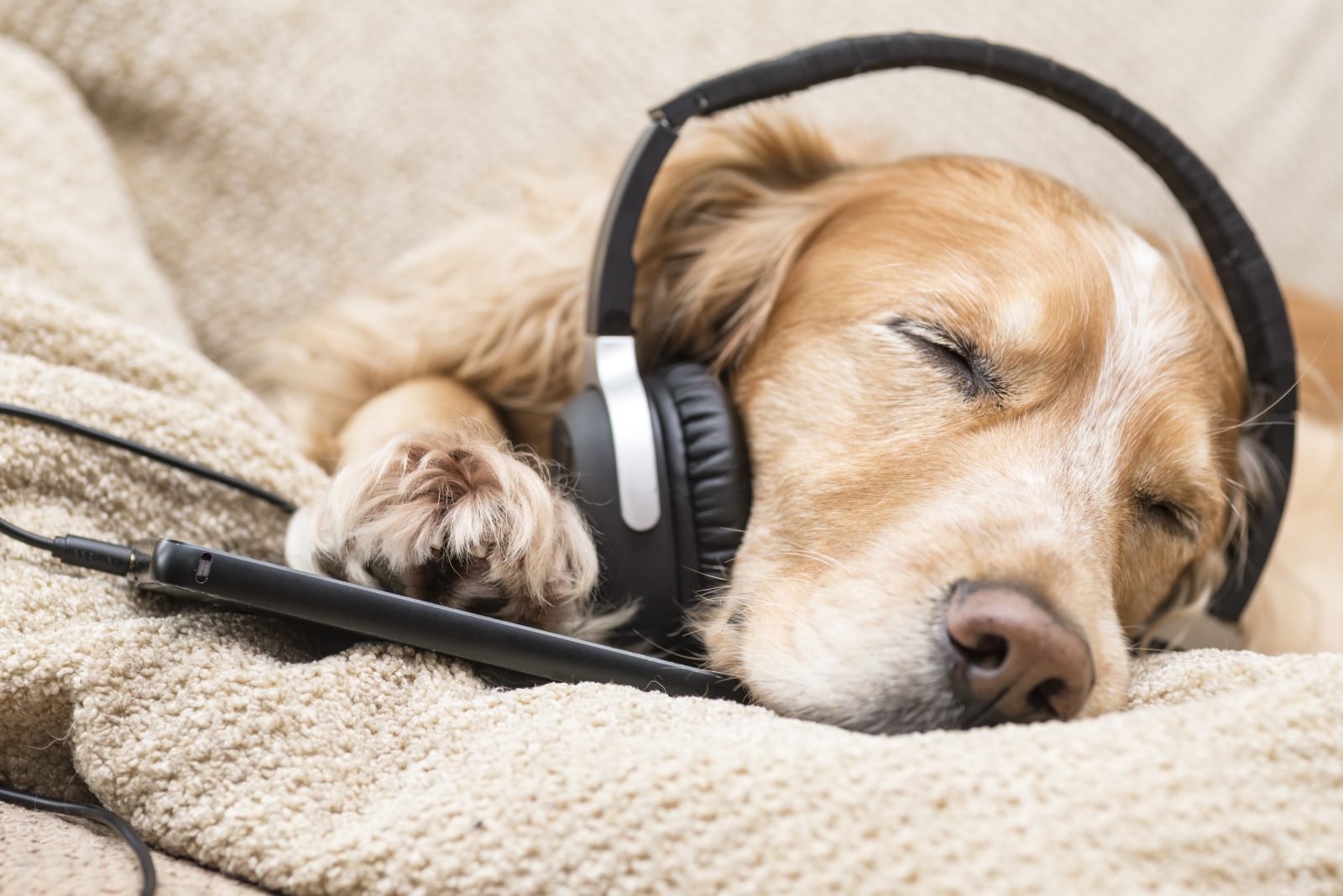 9 músicas de cachorro para adicionar à sua lista de