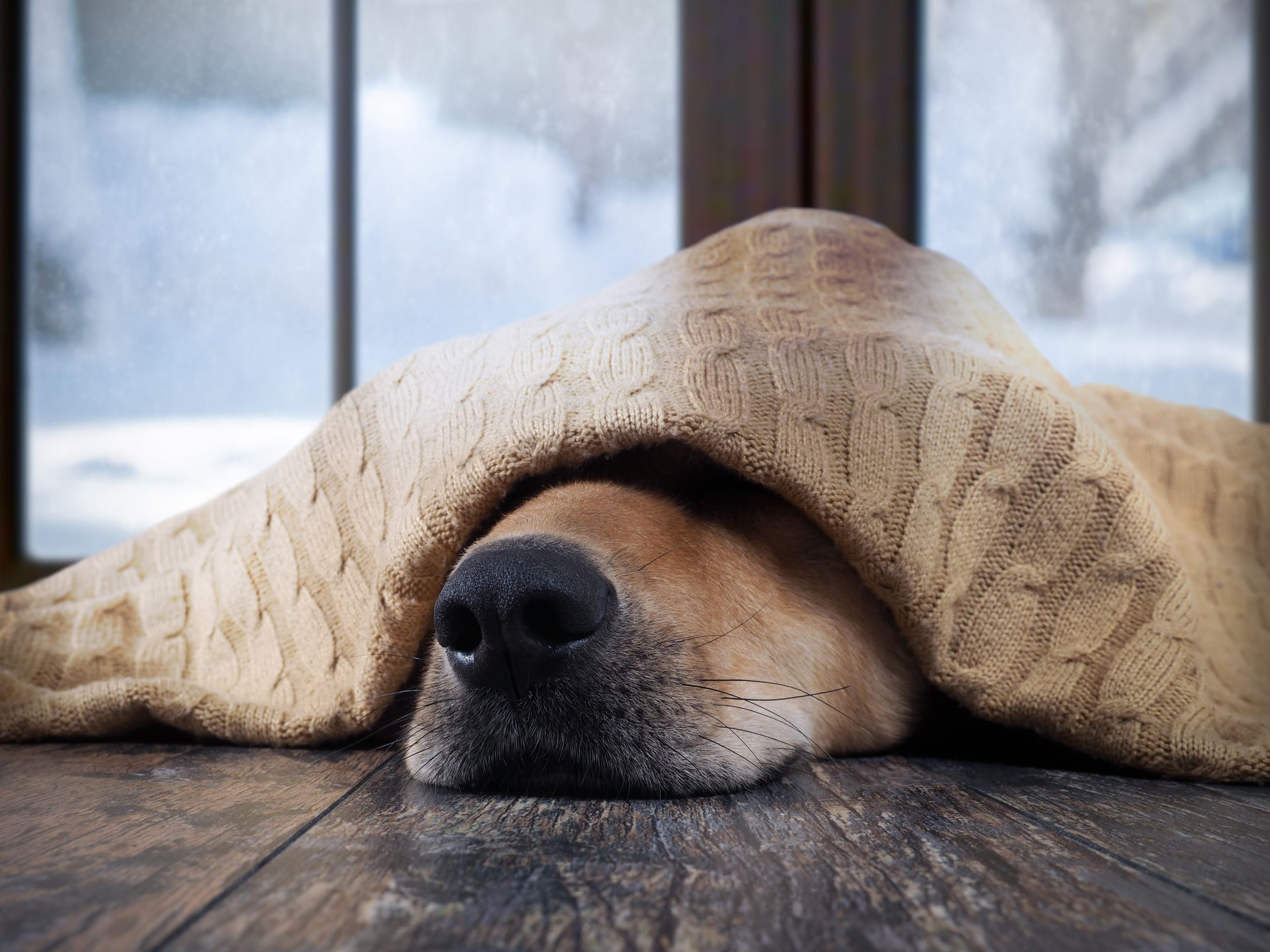 9 raças de cachorros que odeiam o inverno
