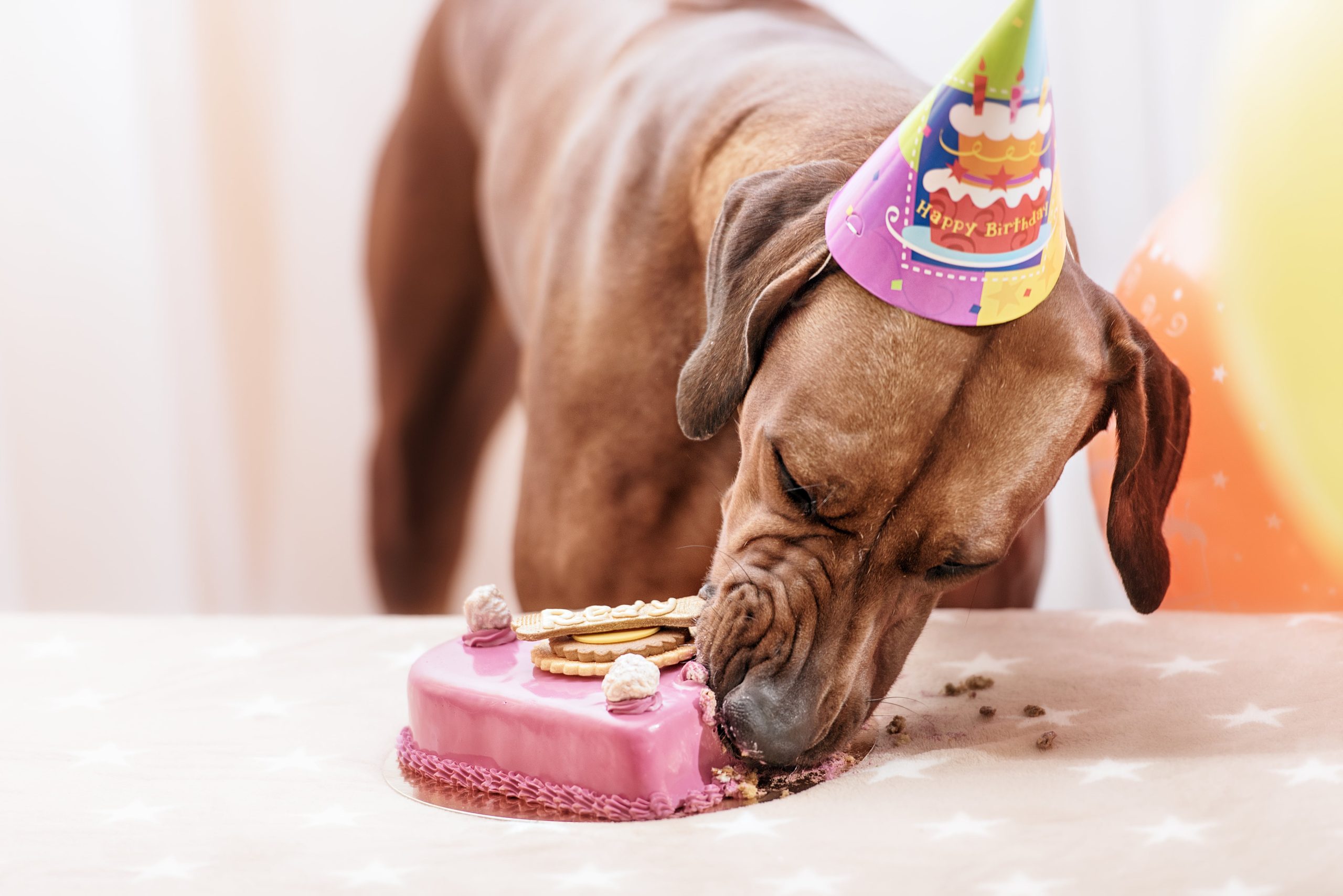 Como fazer uma festa de aniversário para cachorro