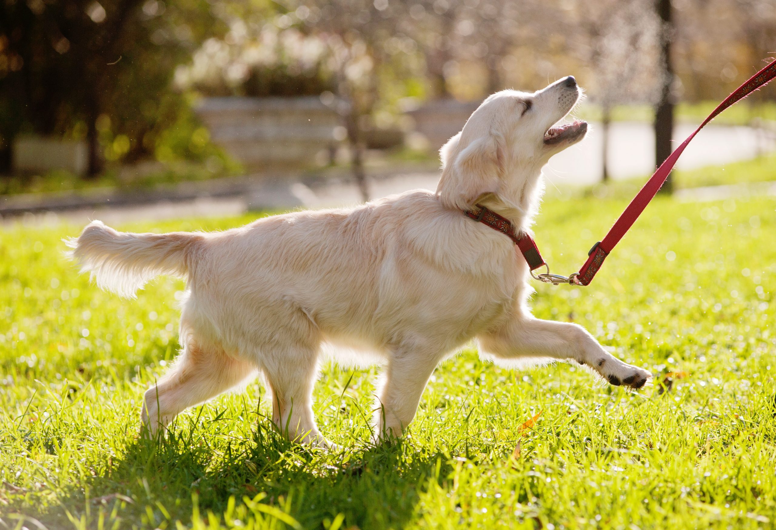 Como treinar seu cachorro para correr com você