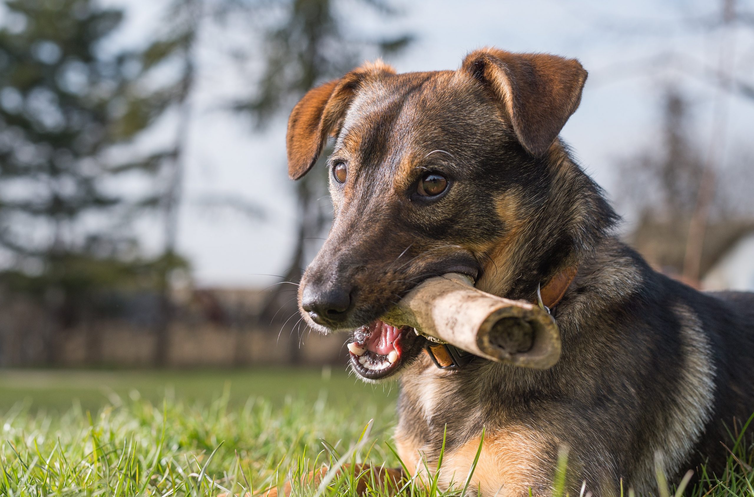 Ossos de cachorro: quais mastigações são seguras?