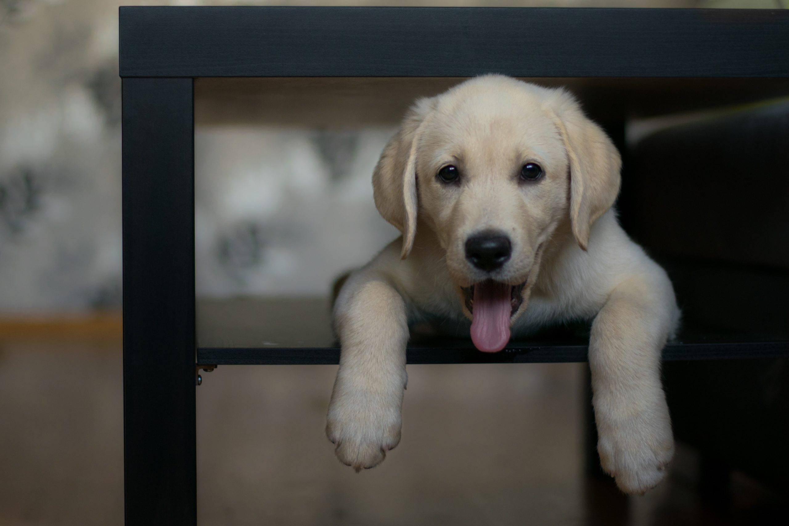Por que os cachorros se escondem embaixo das mesas?