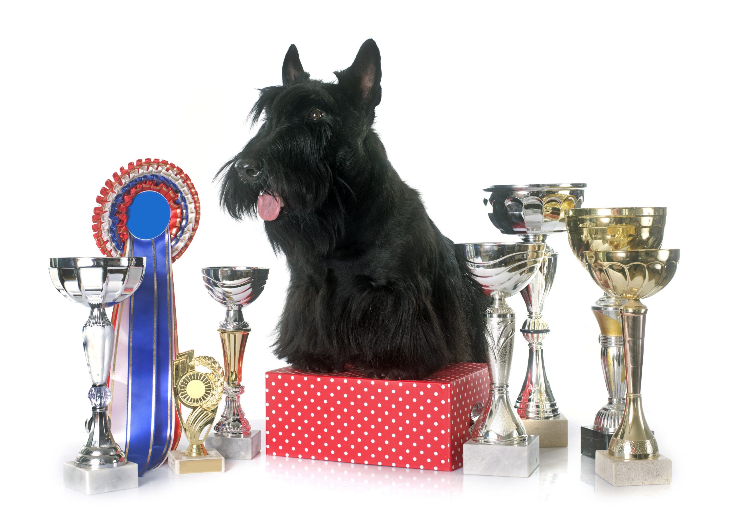 11 raças populares de cachorros de exposição