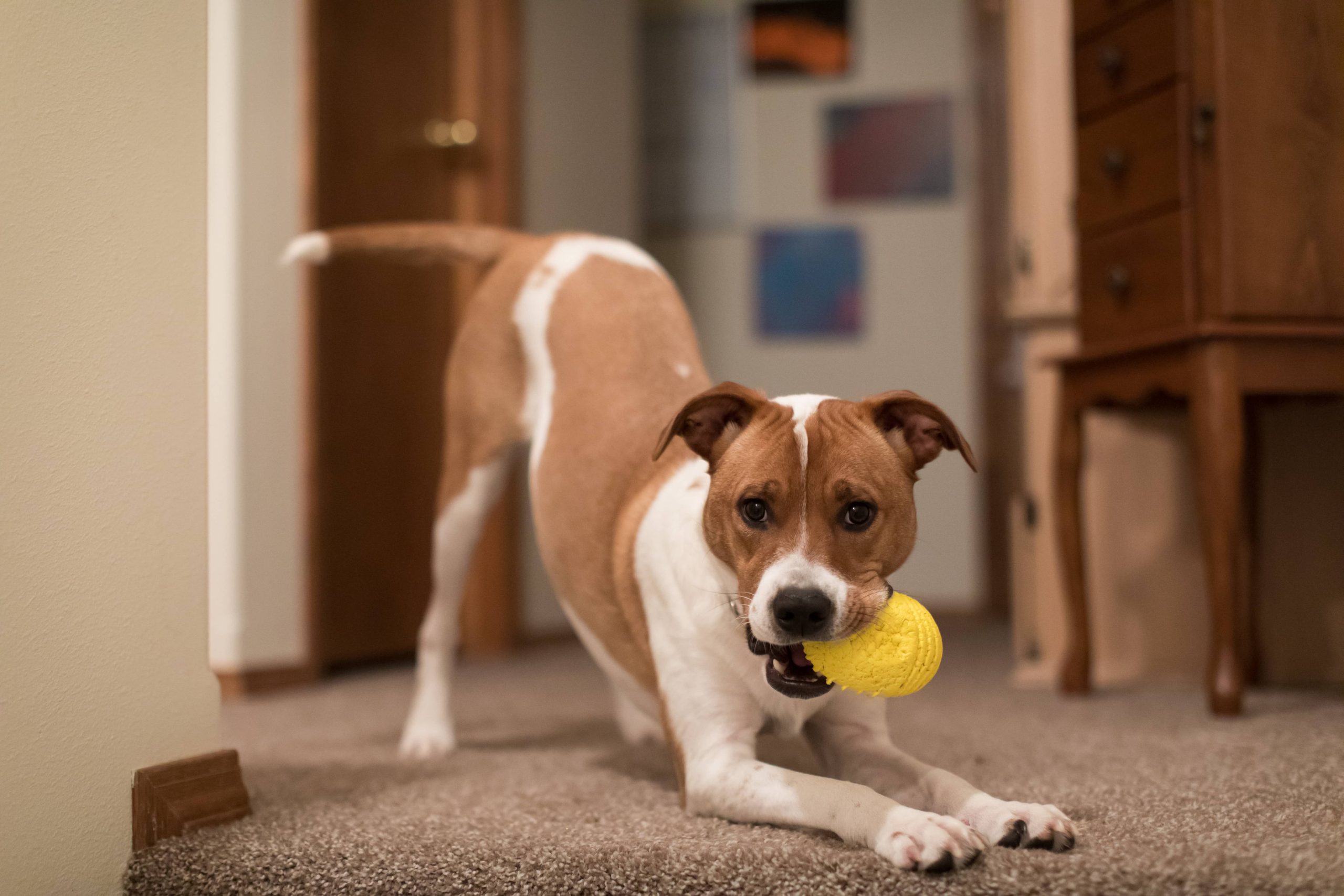 12 tarefas que seu cachorro pode fazer em casa