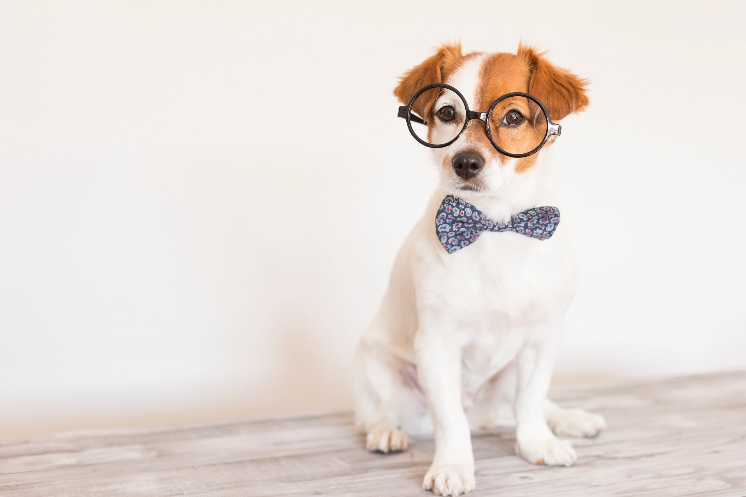 13 das raças de cachorros mais inteligentes