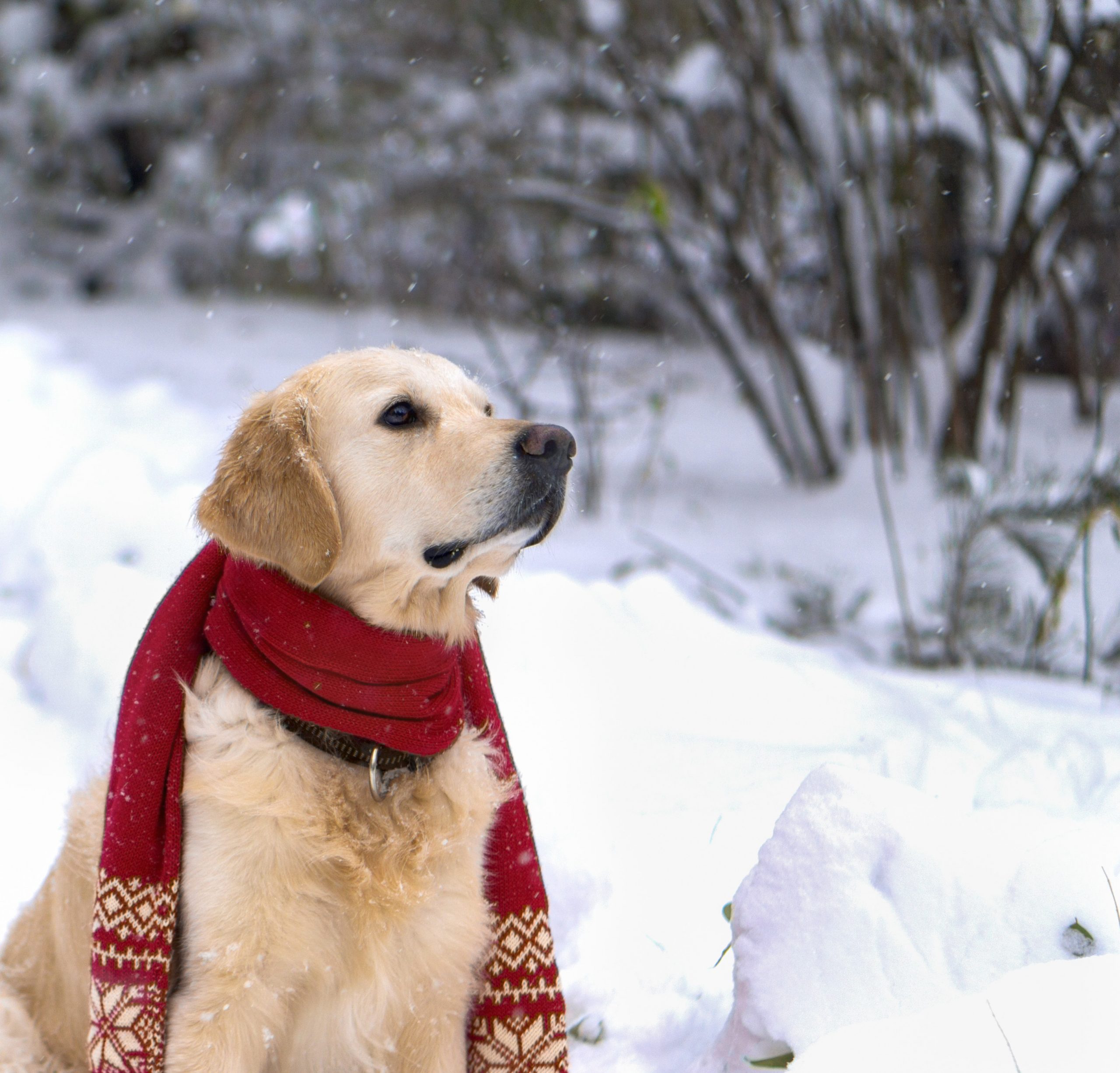 3 dicas de higiene para cachorros no inverno