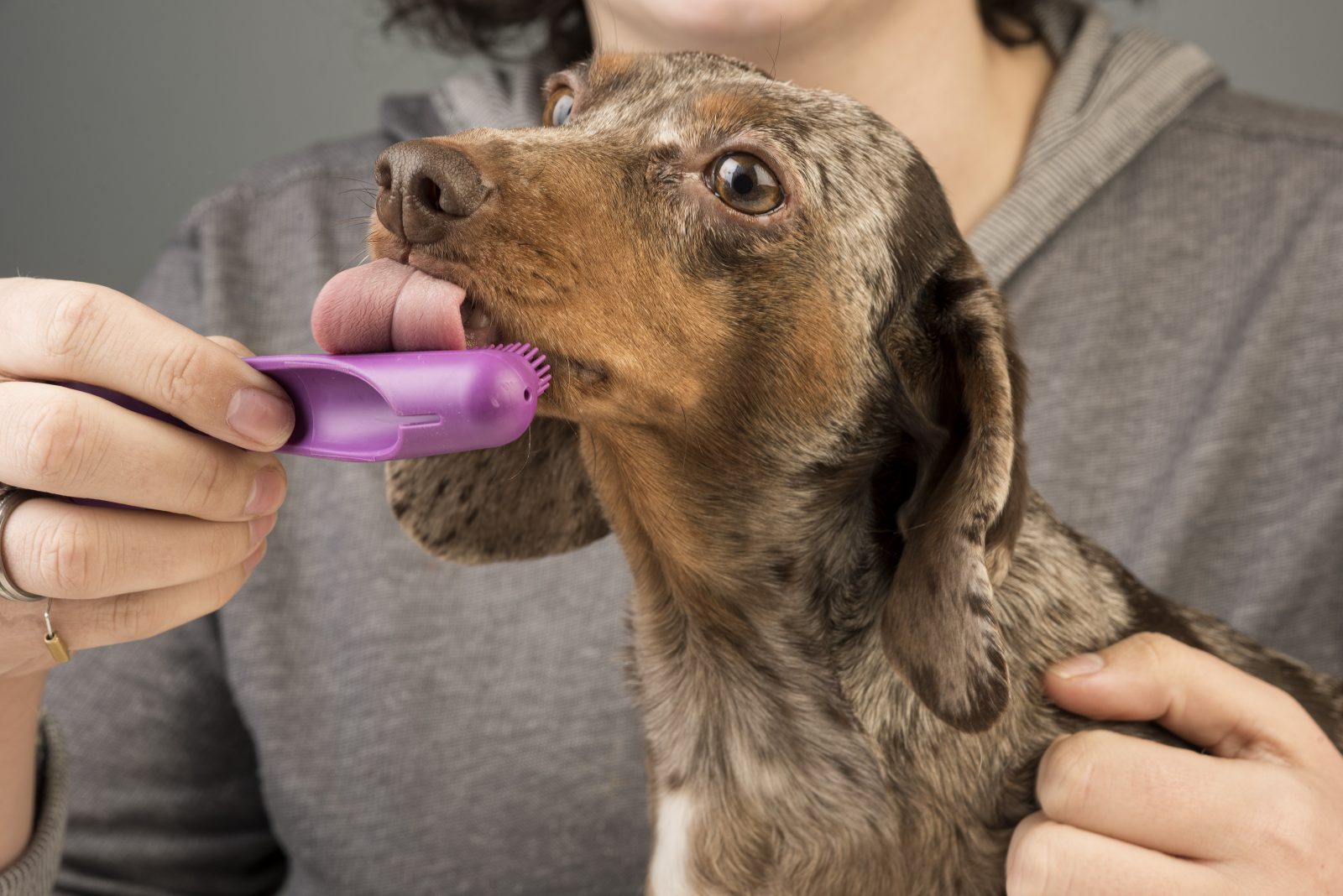 4 maneiras de reduzir o mau hálito em seu cão