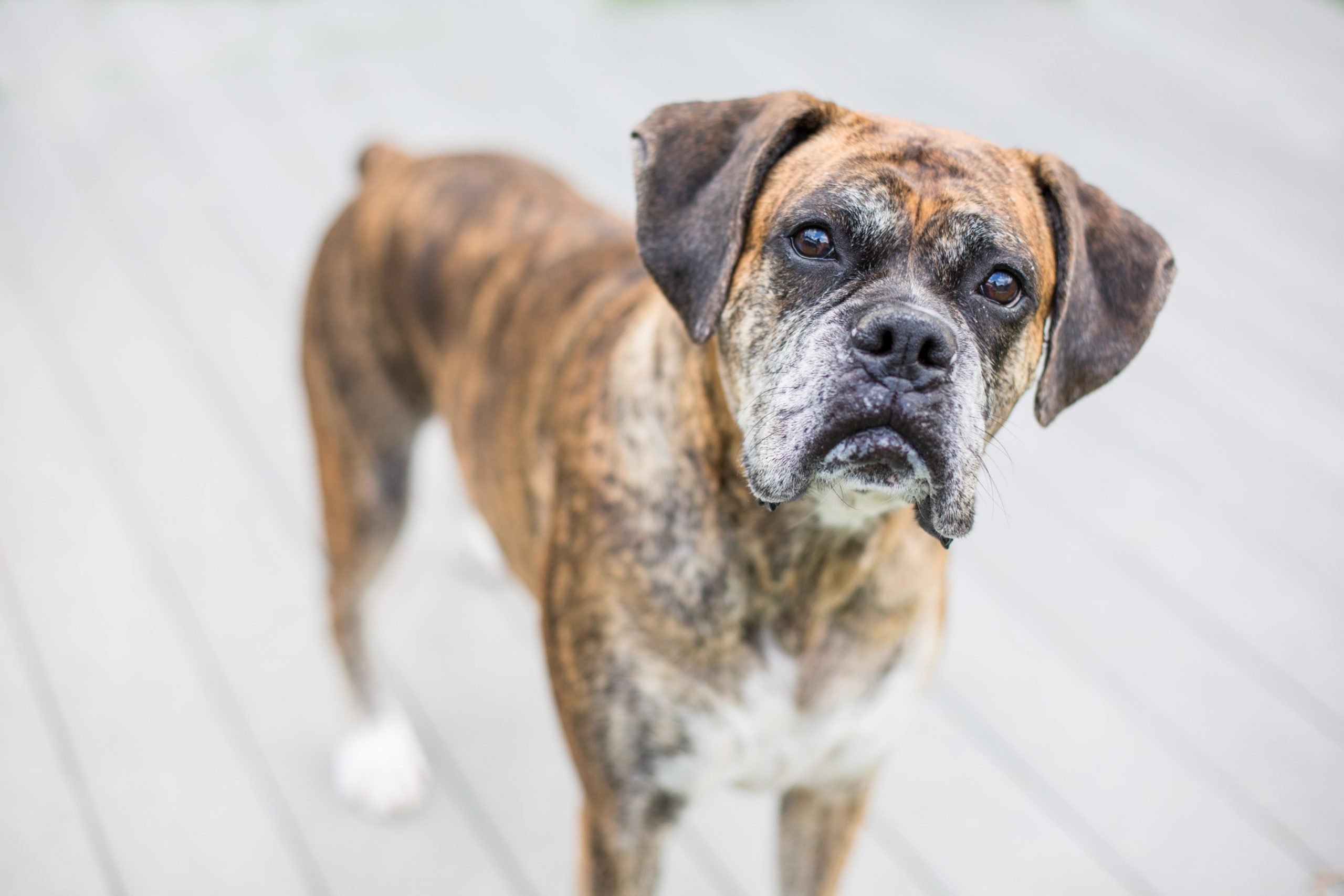 4 sinais de que seu cão pode ter artrite