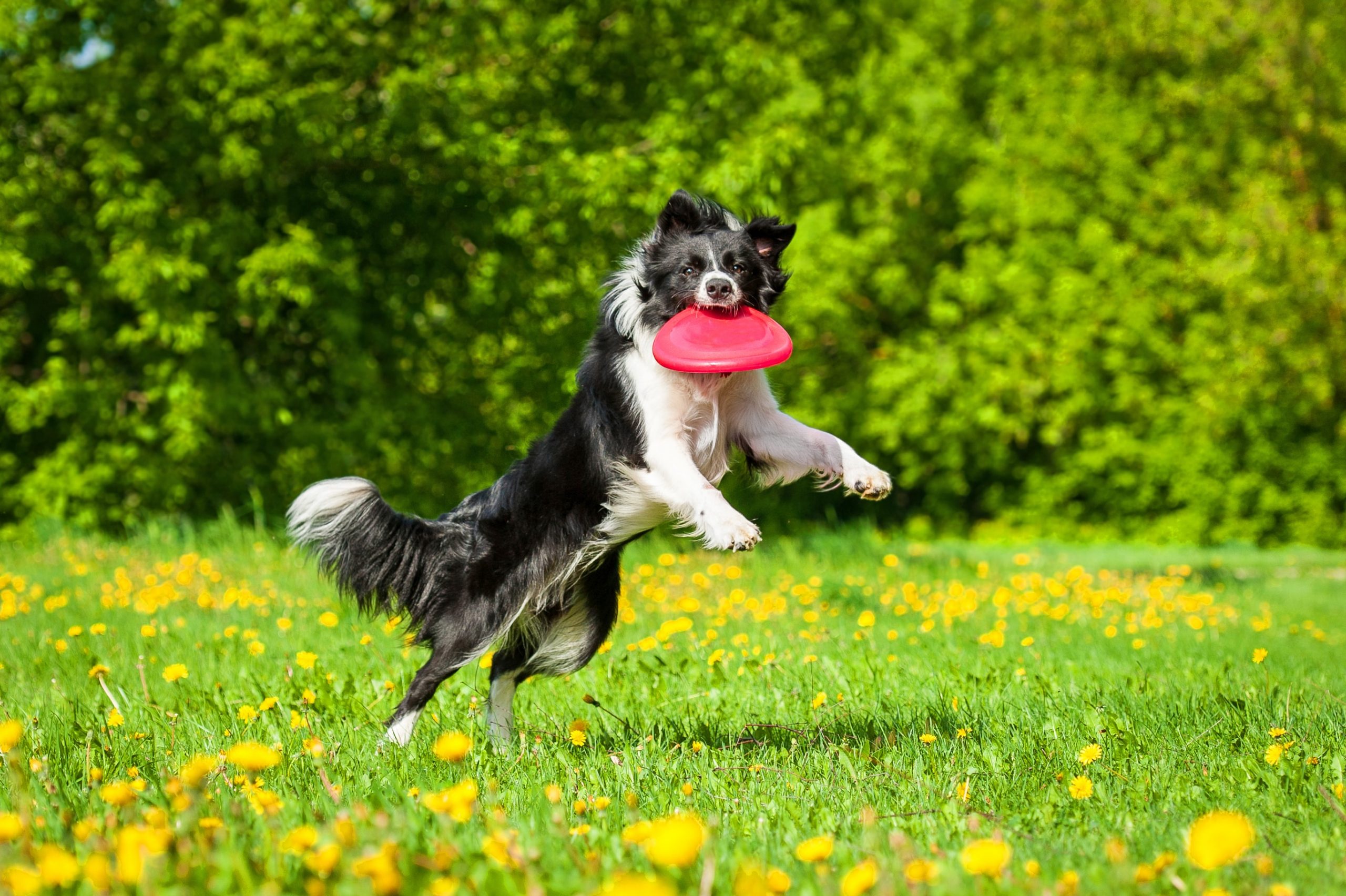Como ensinar seu cachorro a jogar Frisbee