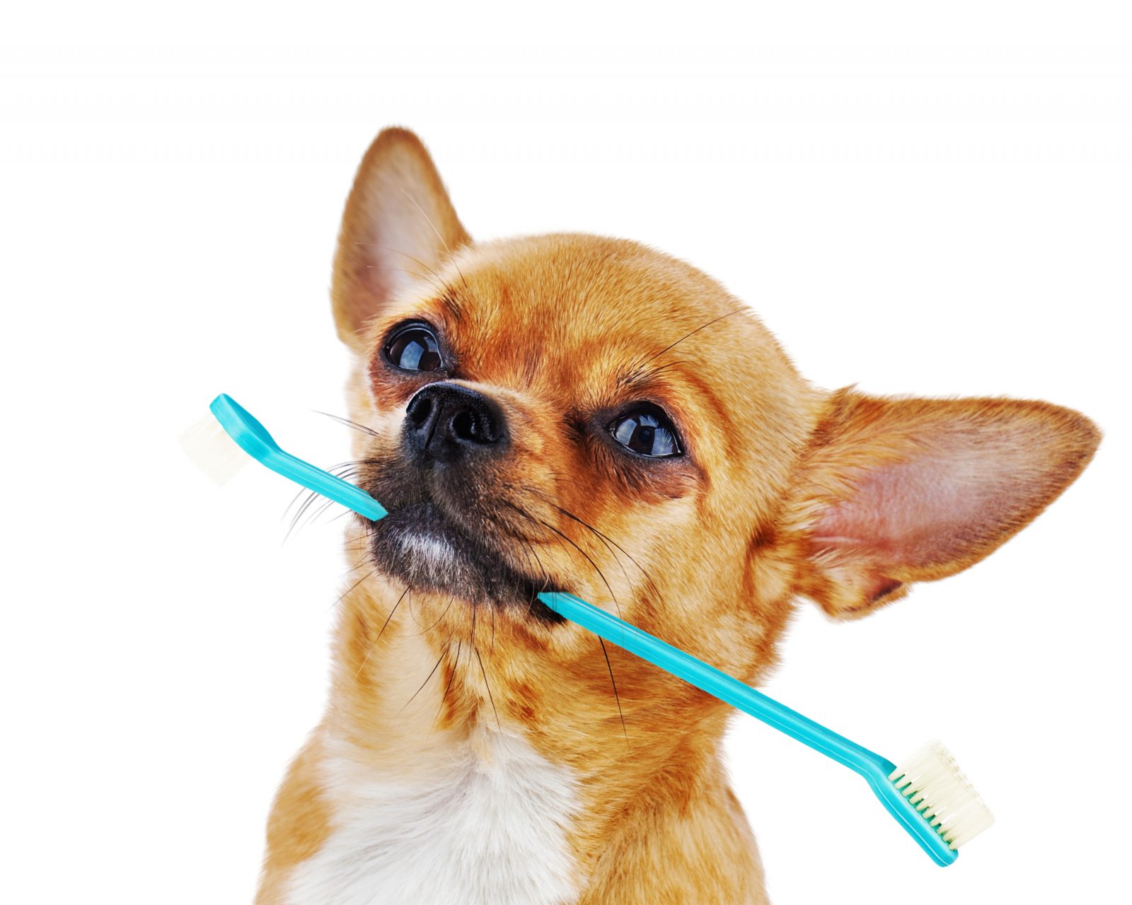Como fazer pasta de dente caseira segura para cachorros