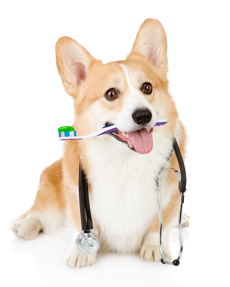 Como manter os dentes do seu cachorro saudáveis