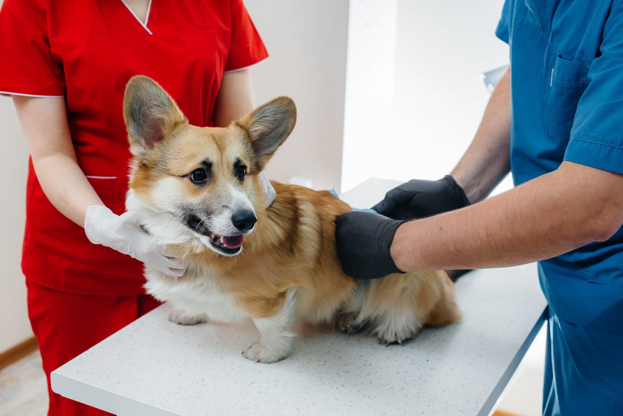 O que saber sobre o linfoma em cachorros