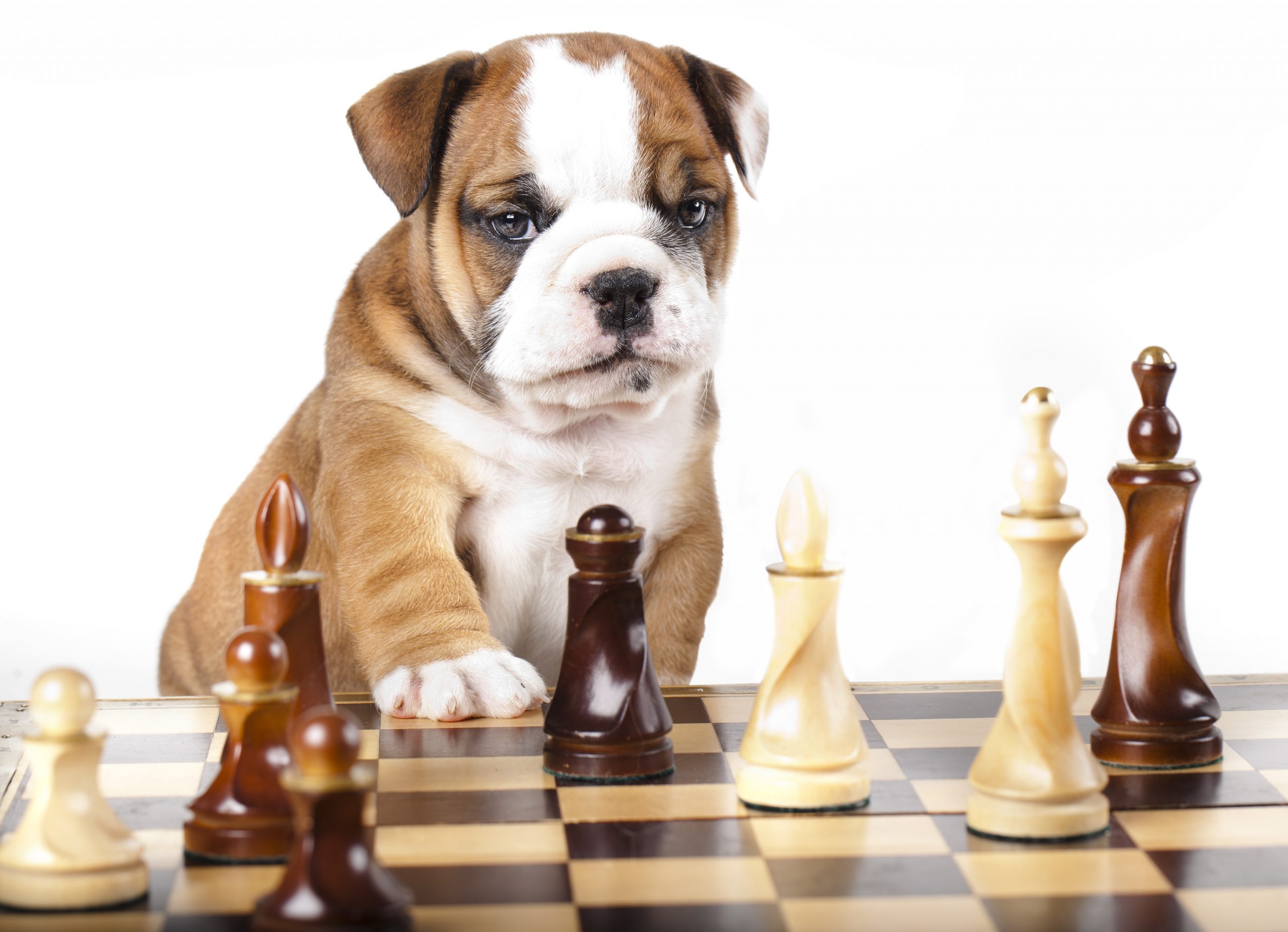 Seu cão é inteligente? 9 sinais de inteligência canina