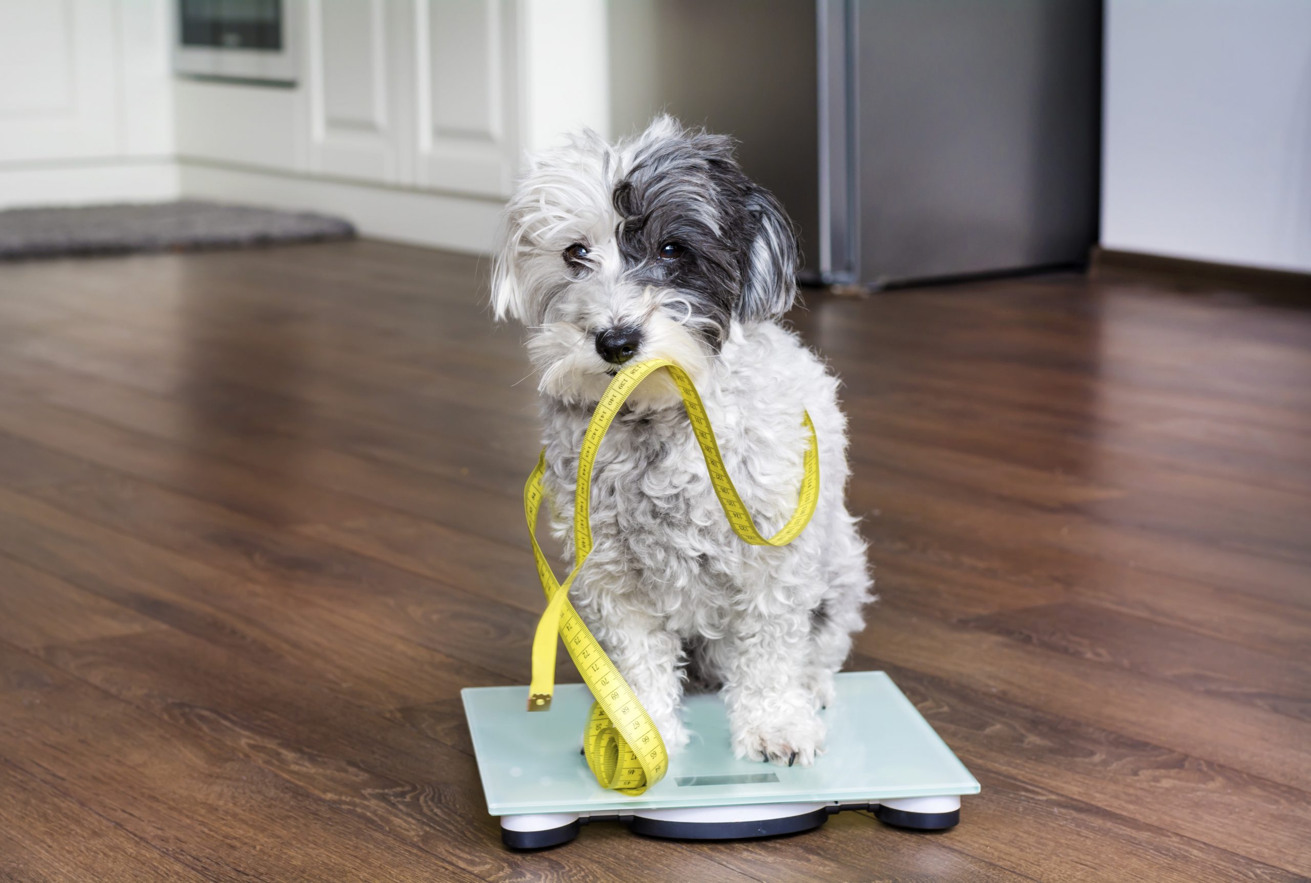 Seu cão está acima do peso?