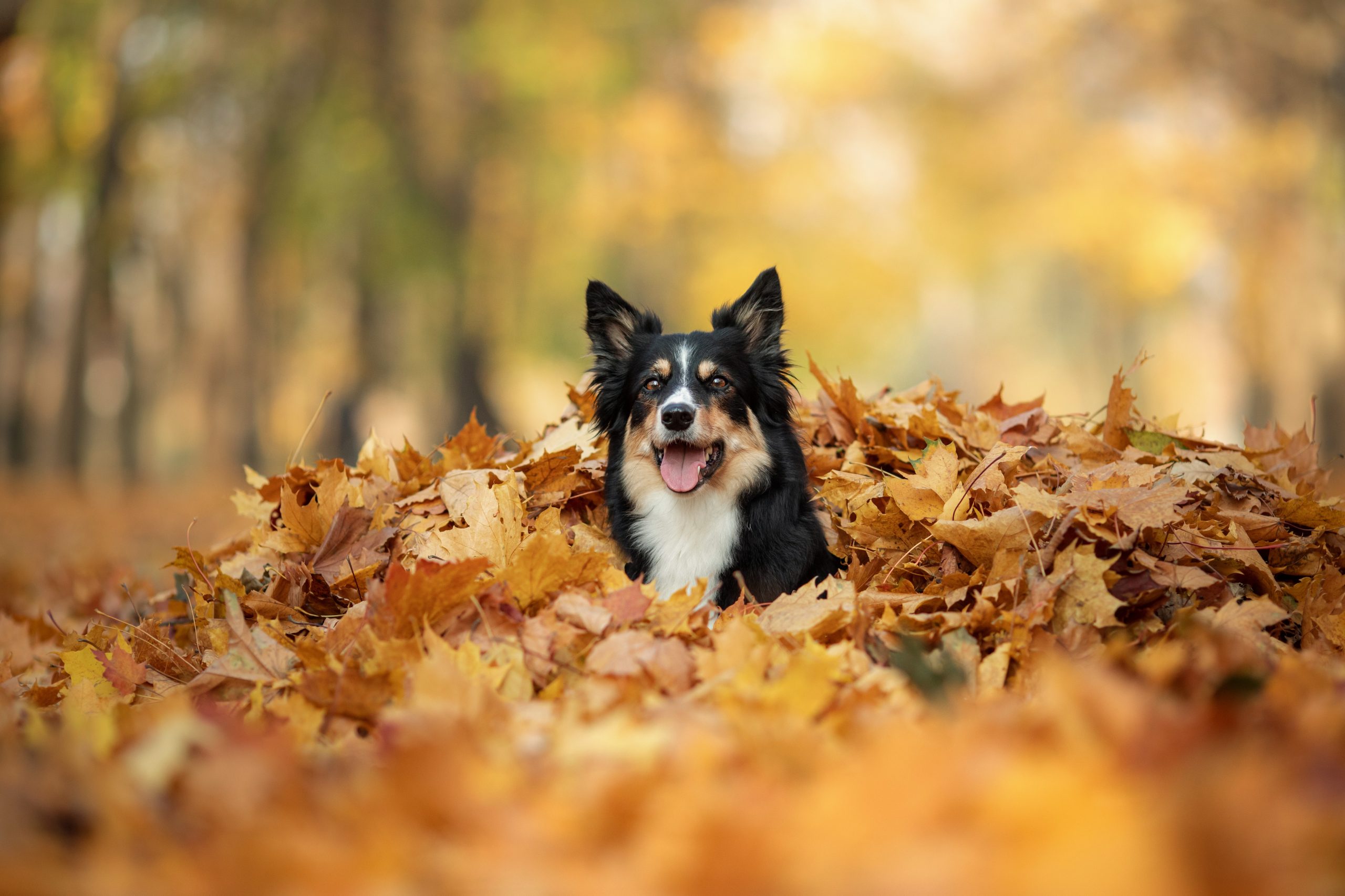 Você deve deixar seu cachorro brincar nas folhas?